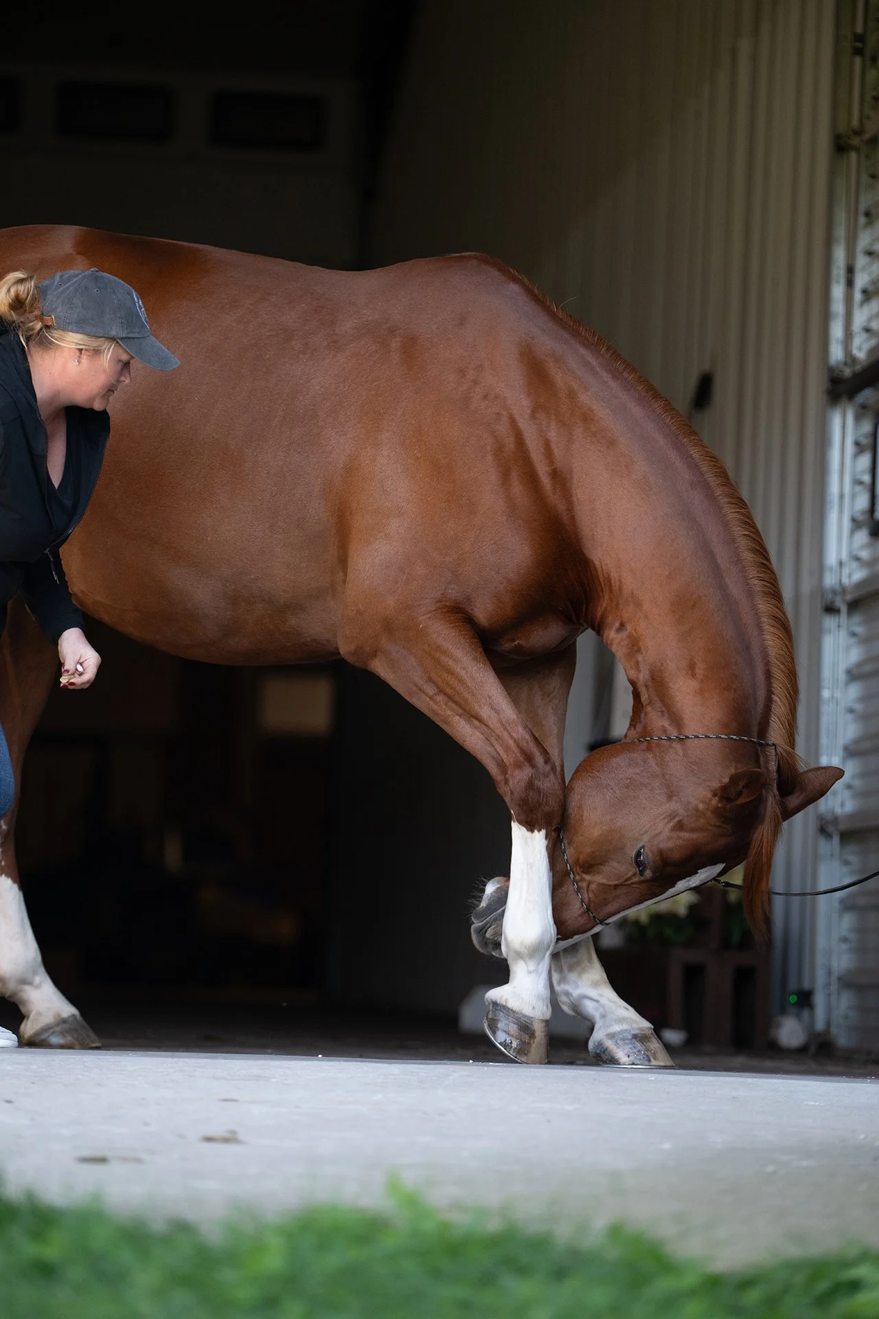 Chestnut horse stretching its neck inside a stable while a handler stands beside it