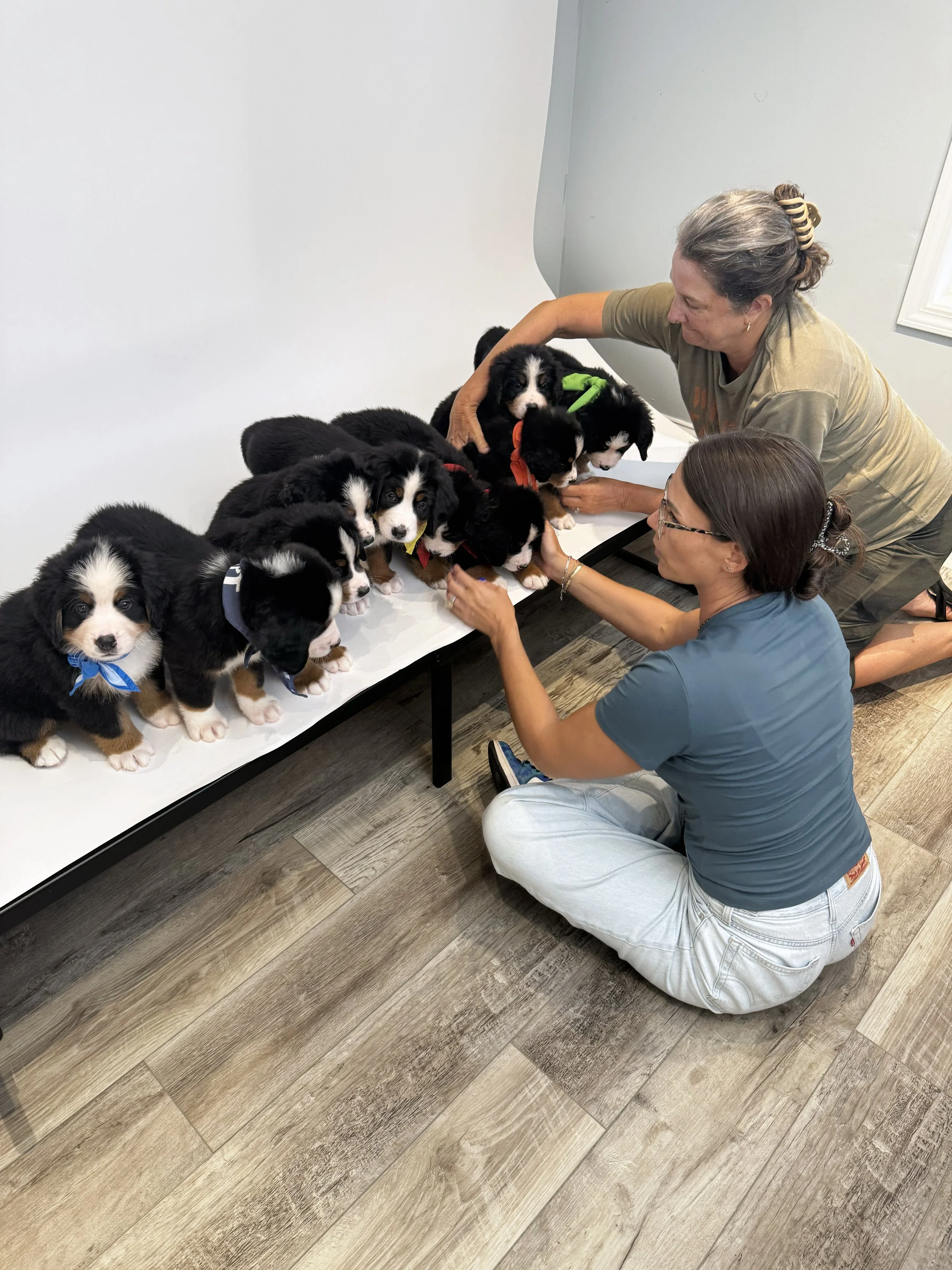 Jennifer sits on the studio floor arranging a litter of Bernese Mountain Dog puppies in colored bandanas along a white table while a second woman helps keep them in place.