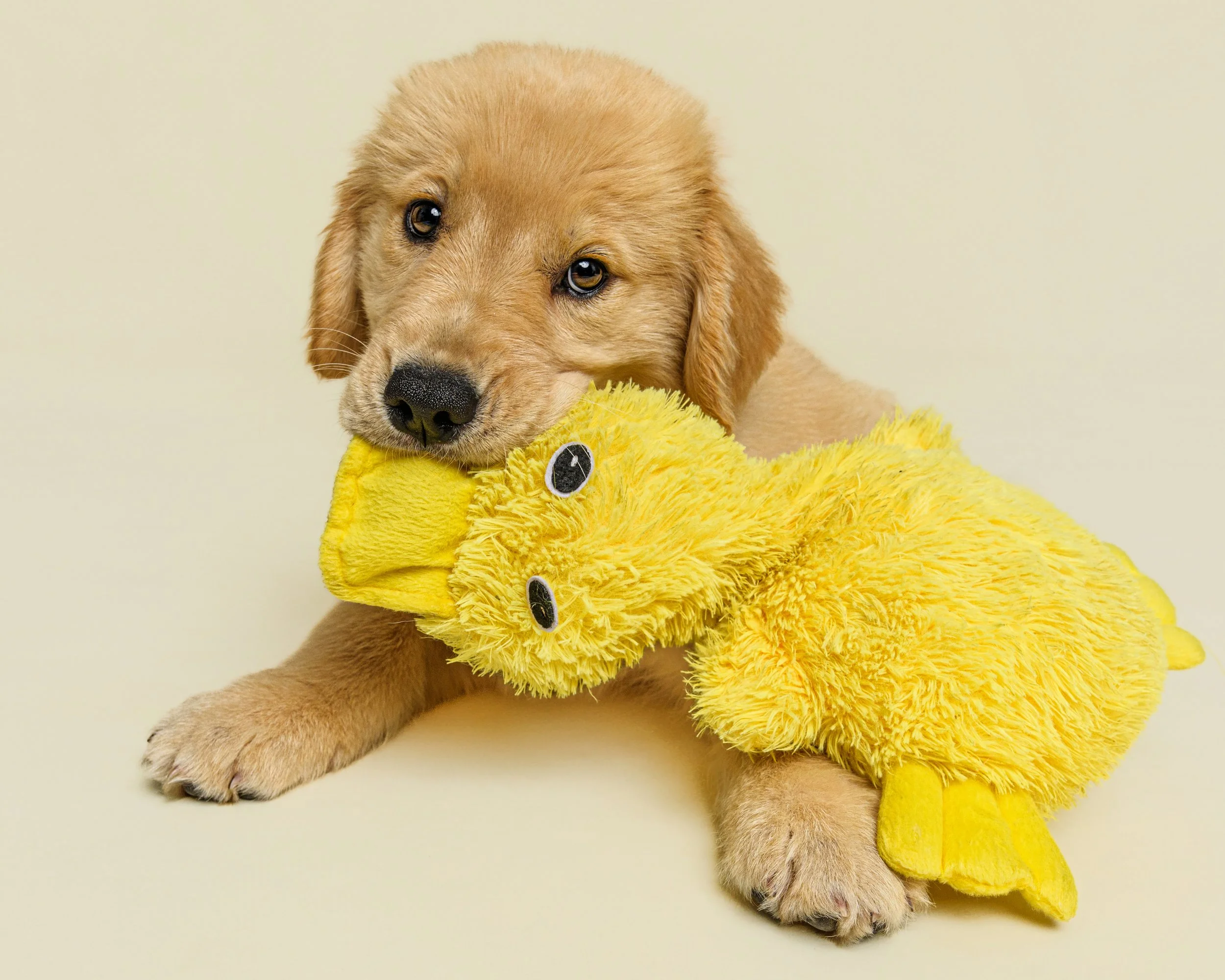 Golden Retriever puppy named Freya lying on a cream backdrop holding her yellow stuffed duck in her mouth.