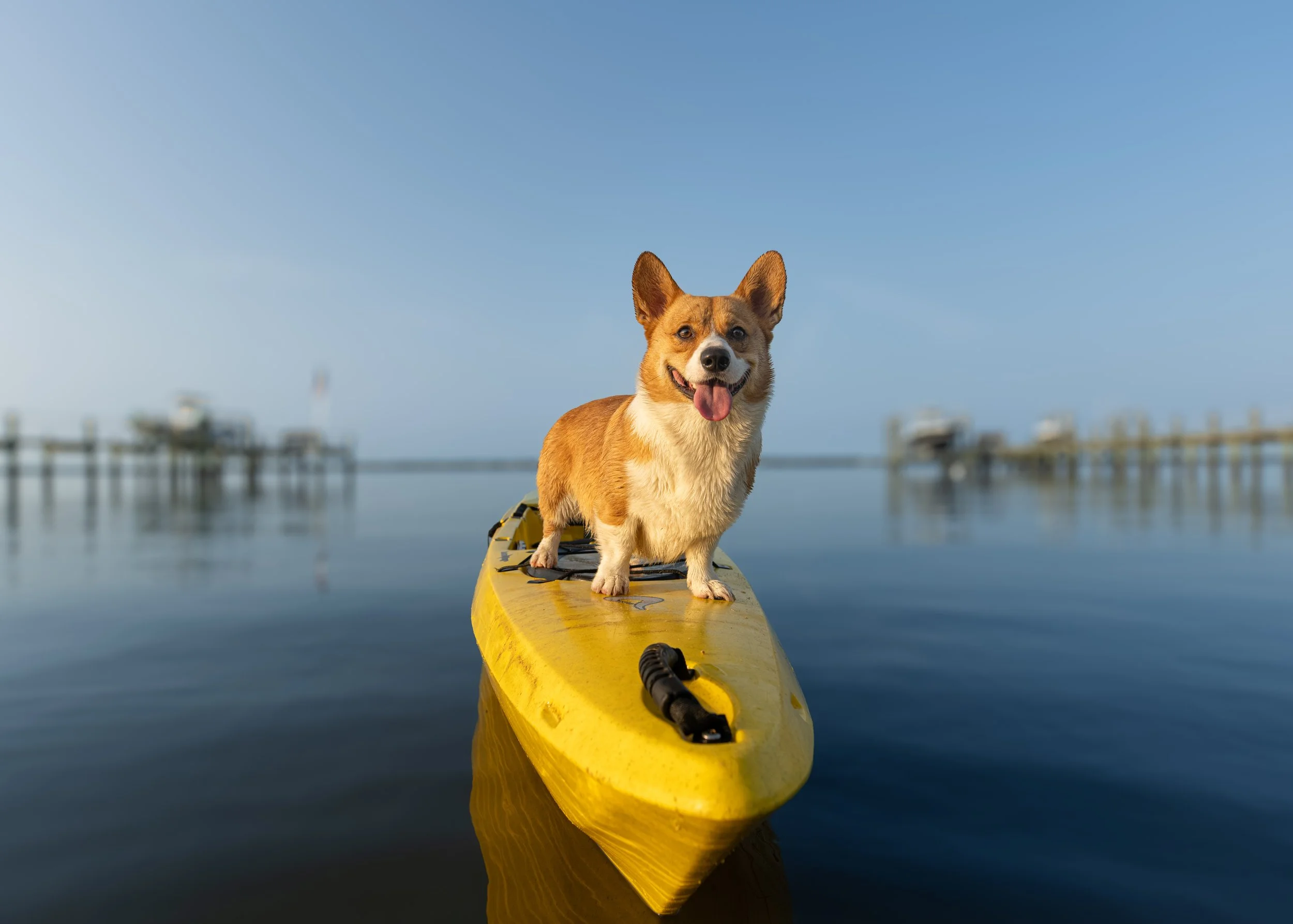 Happy Pembroke Welsh Corgi standing on a yellow paddleboard over calm water with a blurred marina in the background
