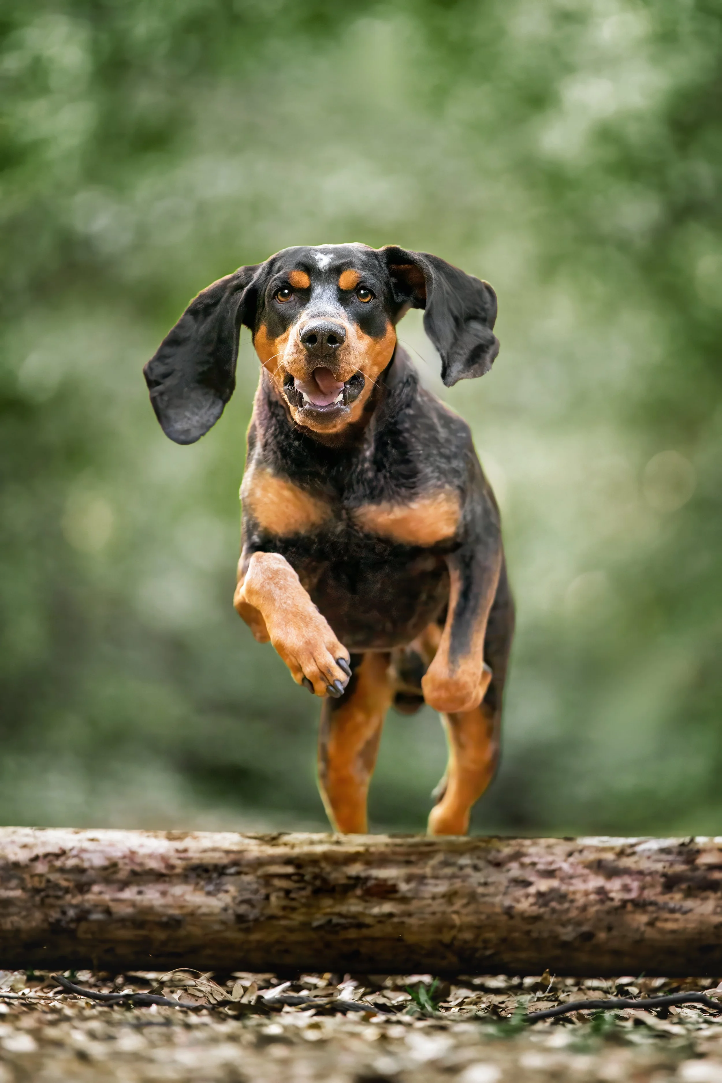 A black and tan hound bounds over a fallen log on a wooded trail, ears flying and mouth open mid-stride.