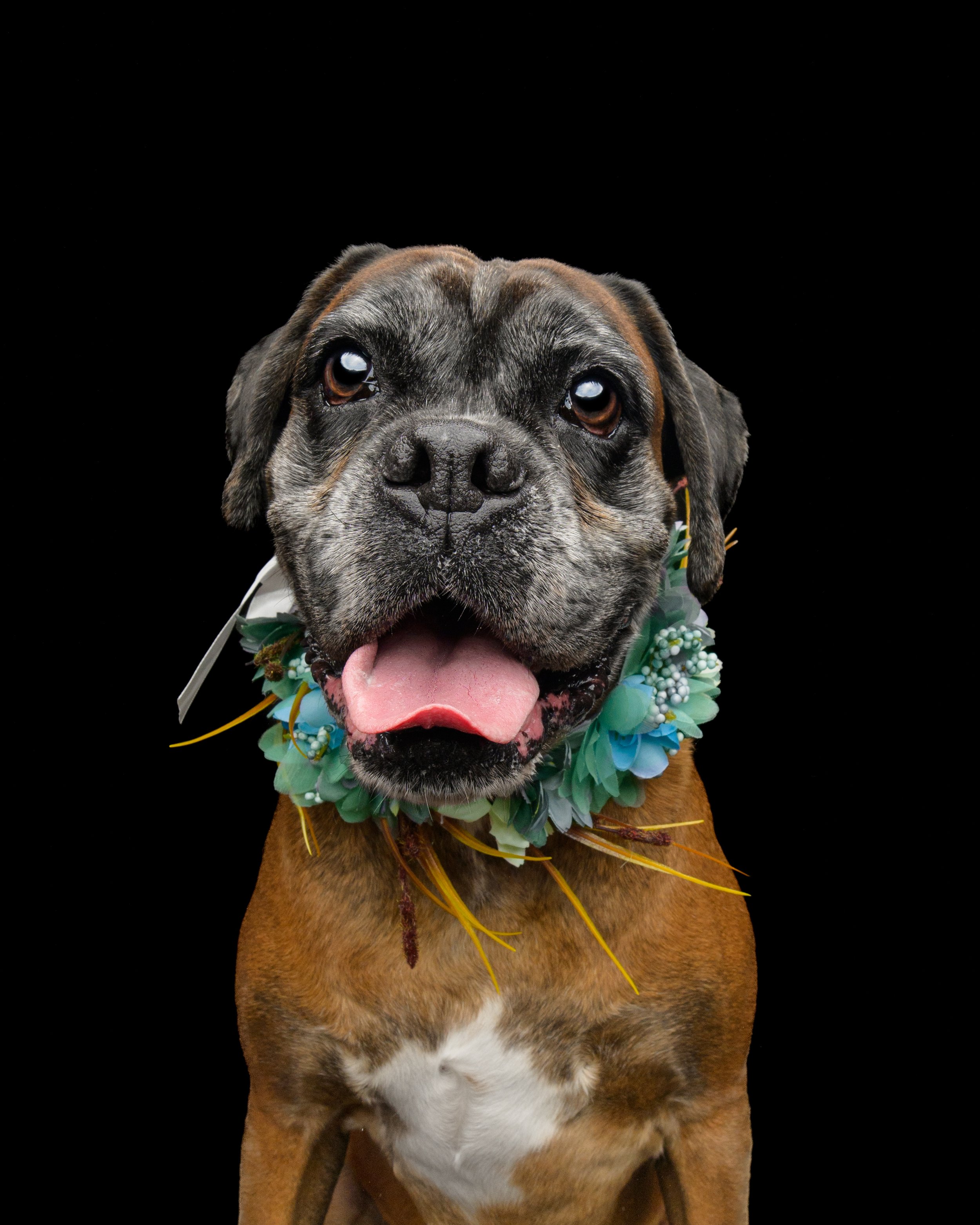 Close-up of a brindle dog wearing a colorful floral lei against a black background