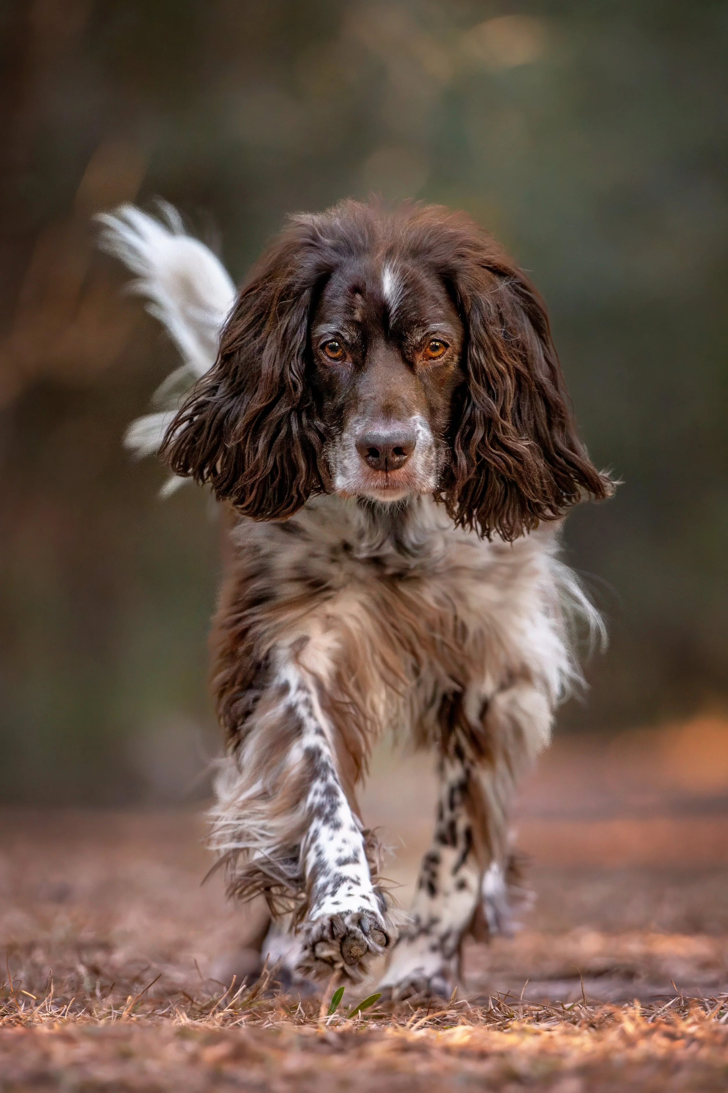 Brown-and-white English Springer Spaniel running toward the camera outdoors