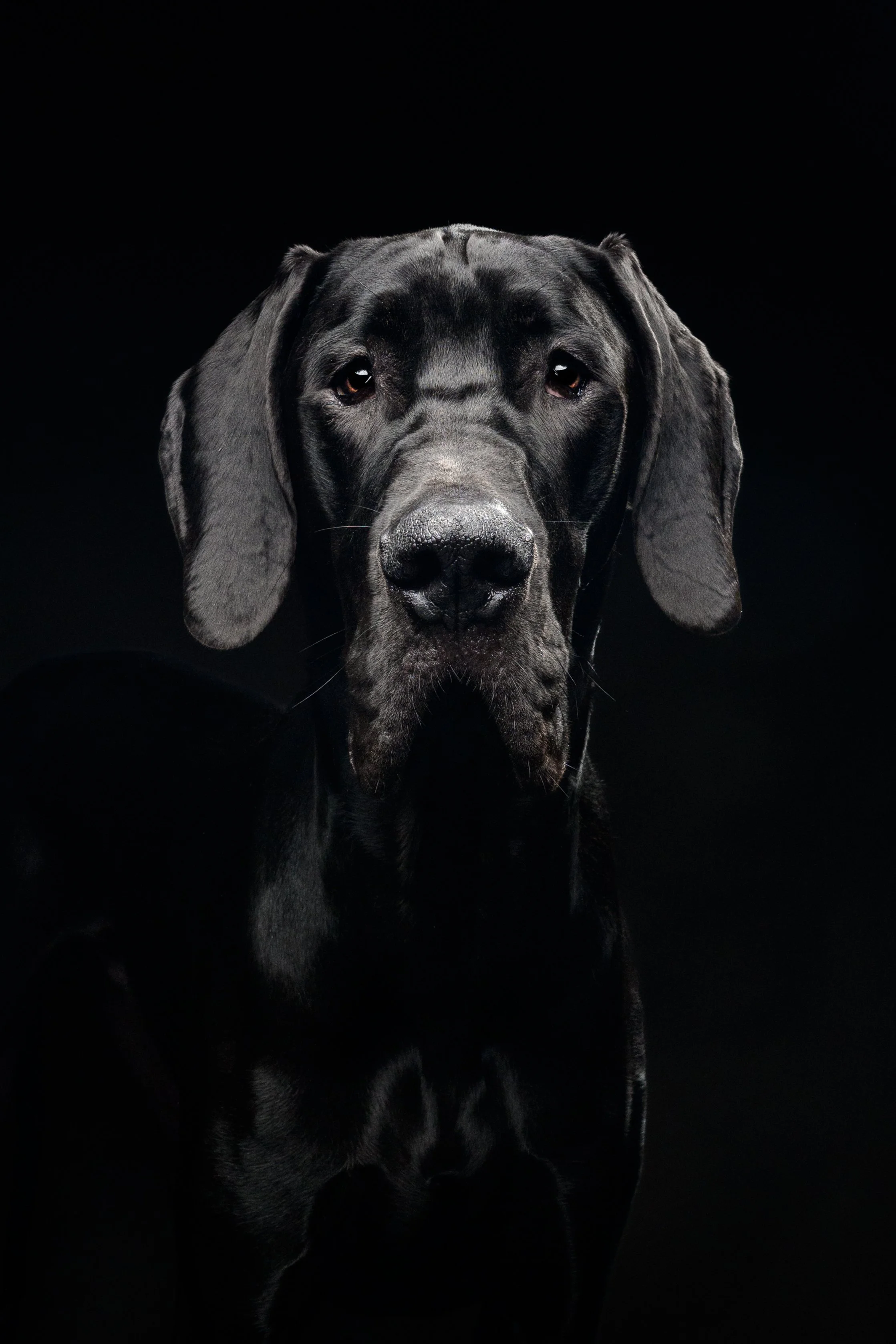 Close-up black Great Dane portrait against a black background