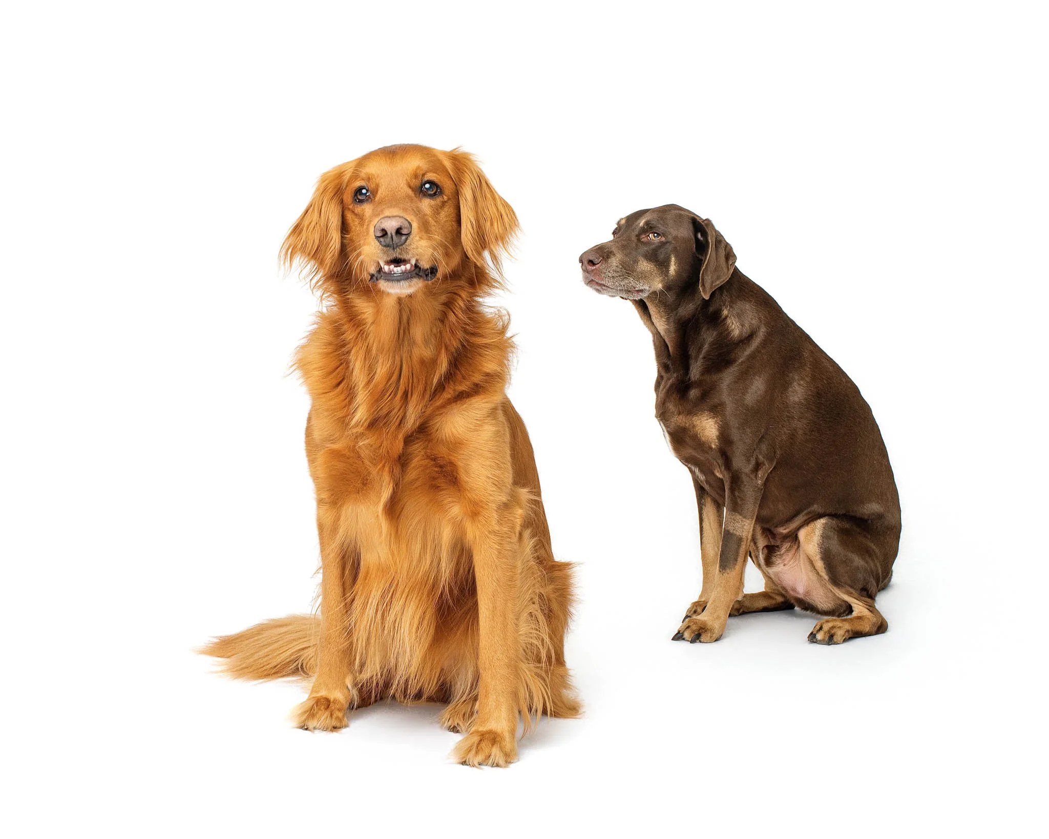 Lilah, a long coated red dog, sits front and center on a white backdrop while Hank, a chocolate German Shorthaired Pointer and Labrador mix, sits behind her giving her the side eye.