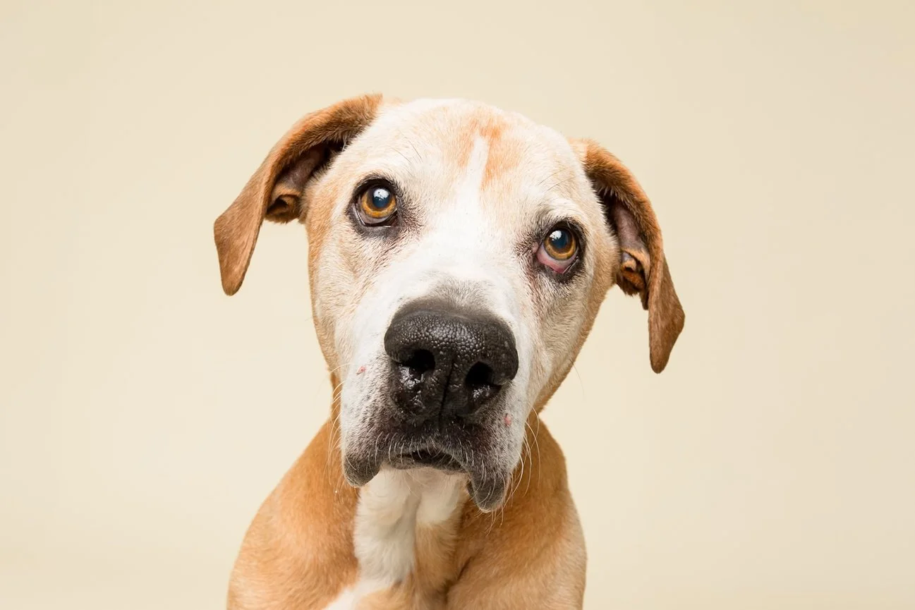 Close-up portrait of a sad-looking tan and white dog with floppy ears against a beige background