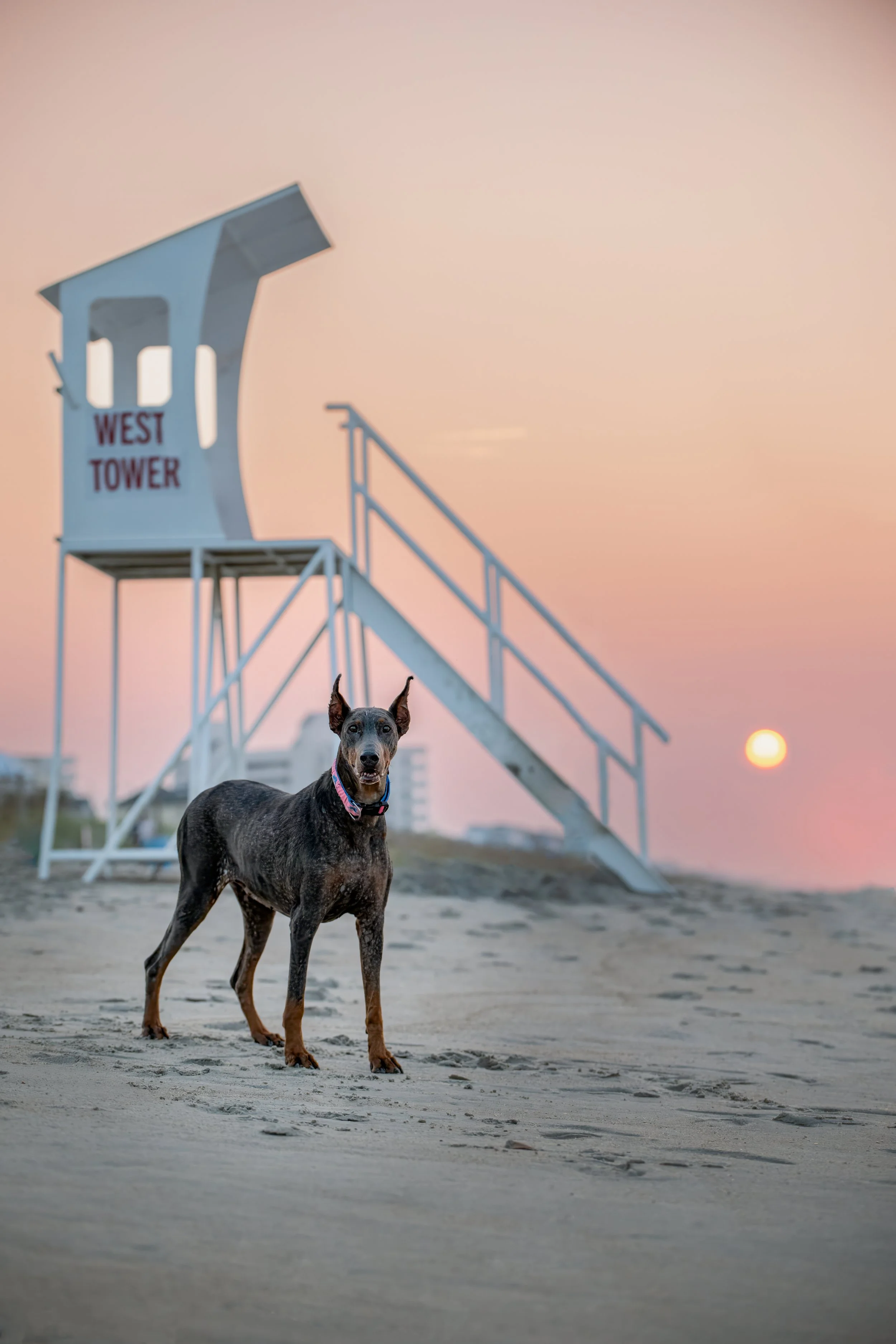 Doberman standing on a beach at sunset beside a lifeguard tower labeled West Tower