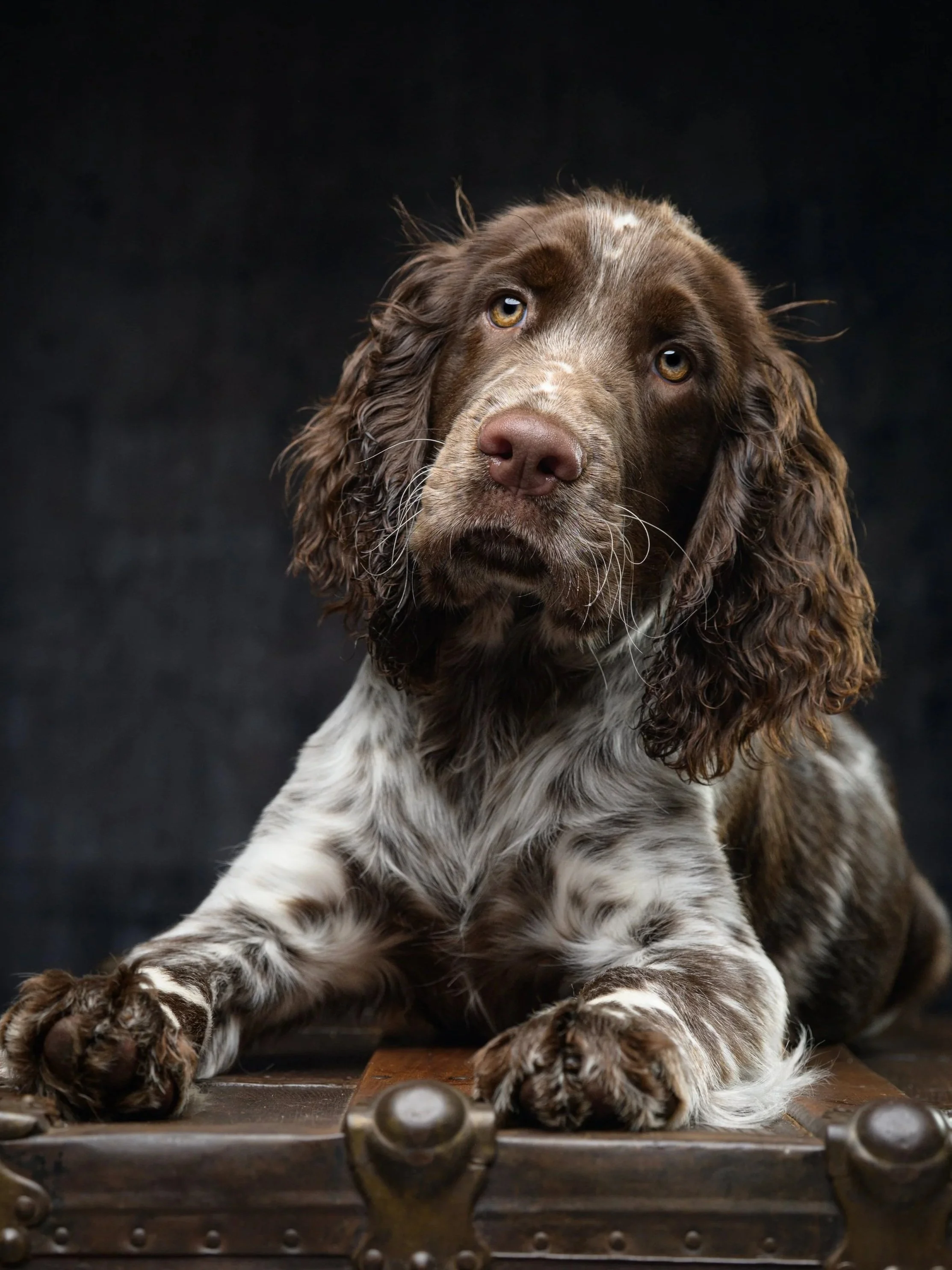 Close-up of a brown-and-white spaniel with long curly ears resting its paws on a vintage leather trunk against a dark background.