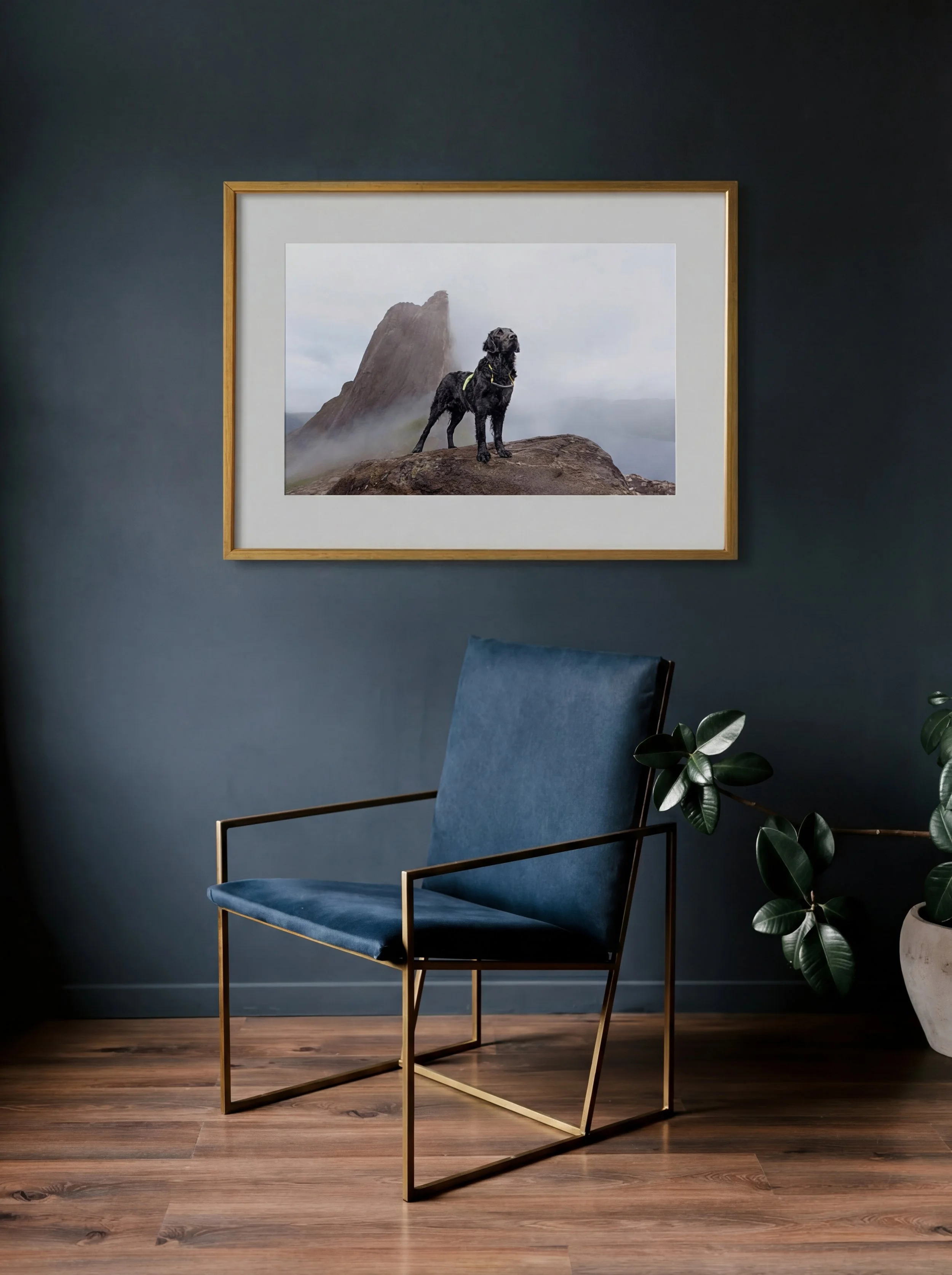 Blue velvet accent chair with gold metal frame beneath framed photo of a black dog on a mountain, beside a potted plant