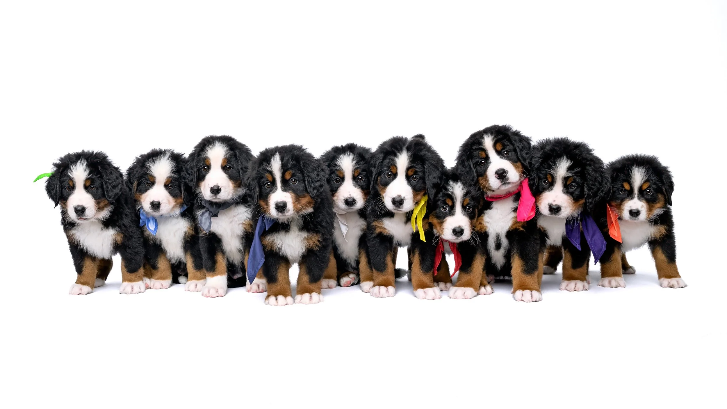 Litter of eight week old Bernese Mountain Dog puppies standing in a row on a white backdrop, each wearing a different colored bandana.