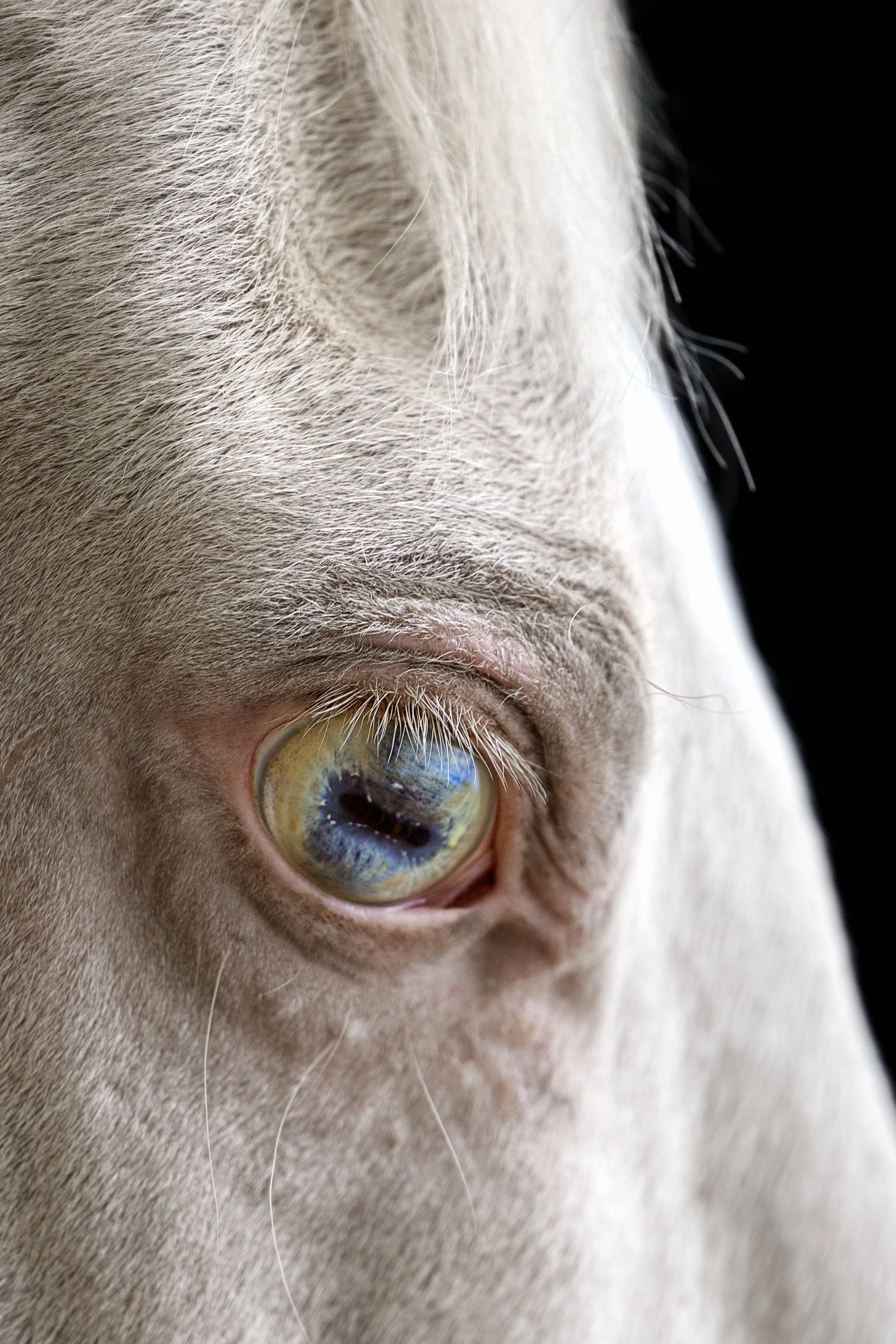Extreme close-up of a long-haired cat's blue-green eye and white-gray fur