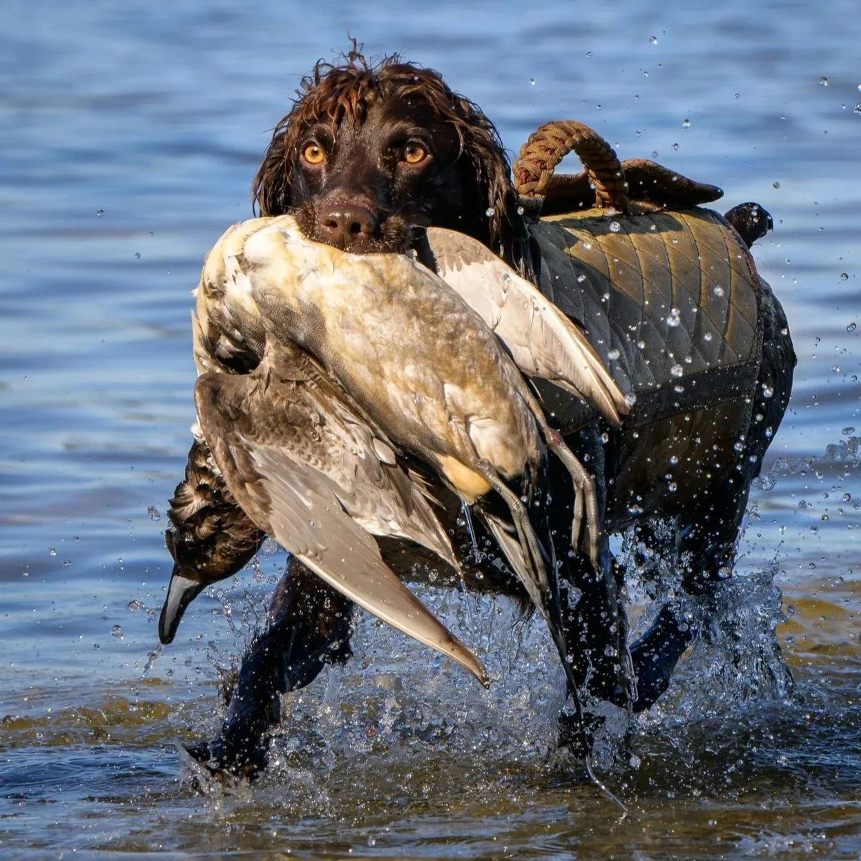 Wet hunting dog emerging from a lake with a duck in its mouth