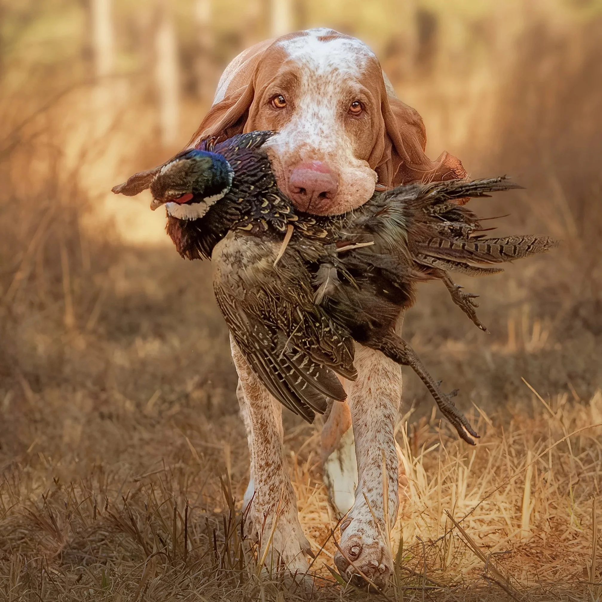 Hunting dog carrying a pheasant through a dry field