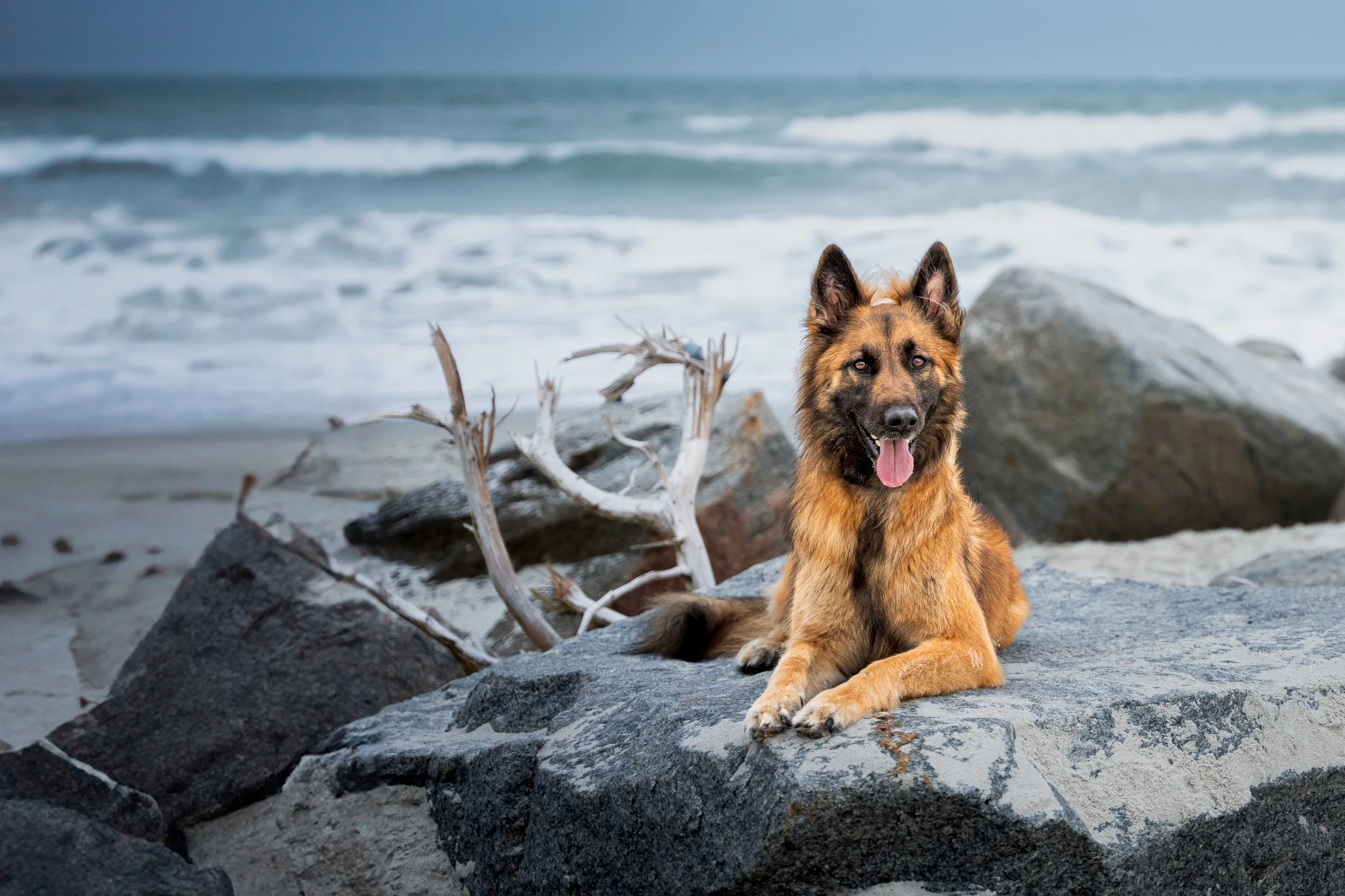 German Shepherd lying on coastal rocks beside ocean waves