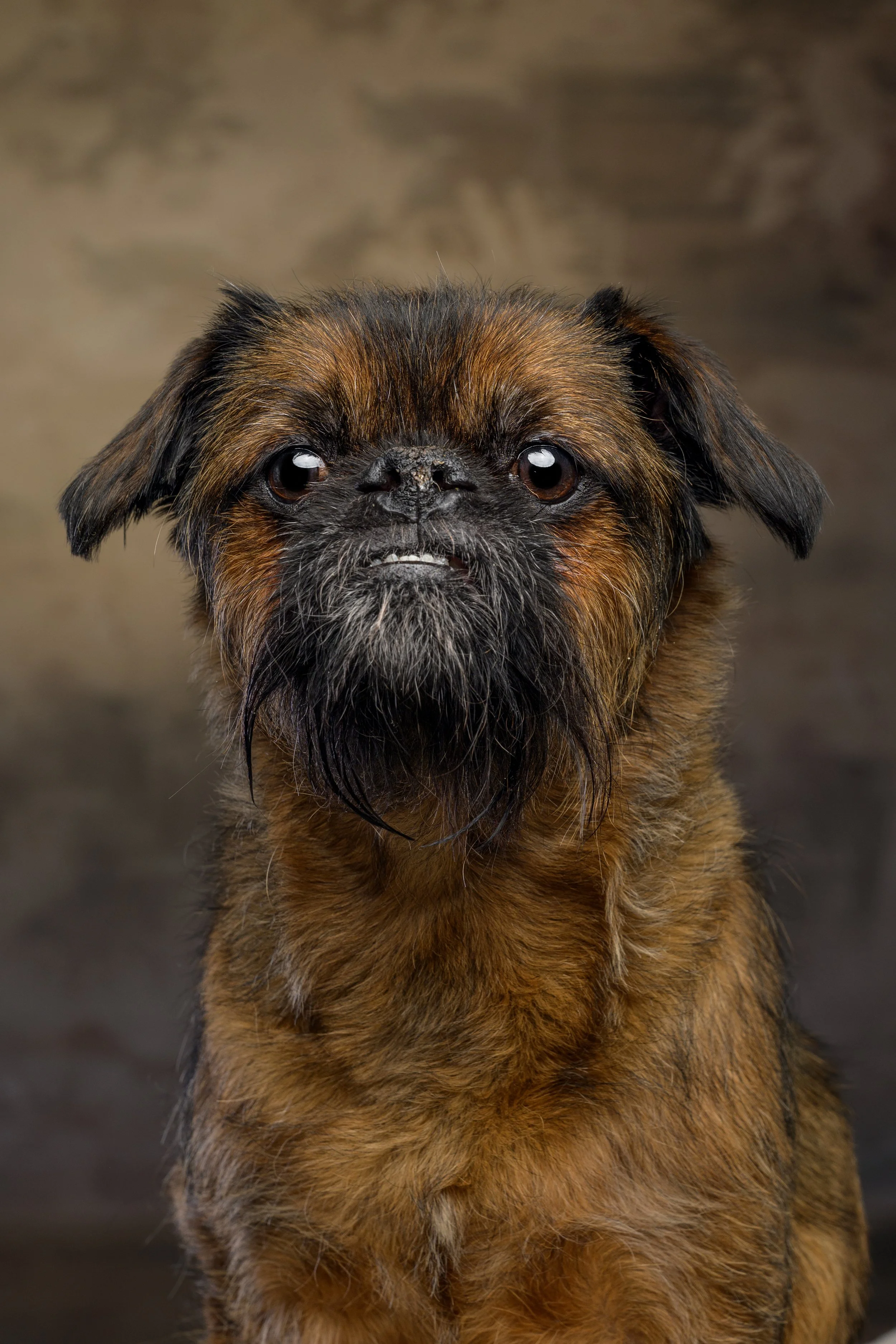 Close-up portrait of a brown and black Brussels Griffon dog with large eyes and visible teeth