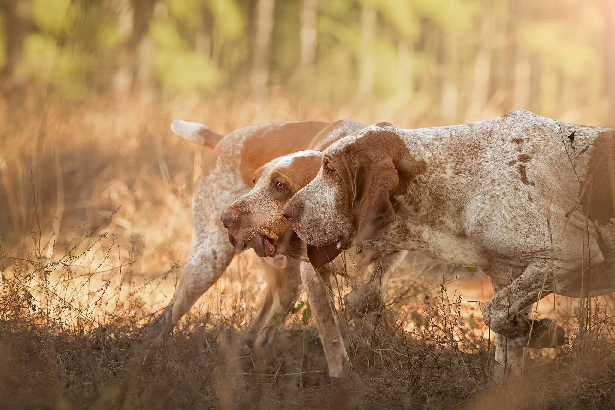Three hunting dogs moving through dry grass in a sunlit woodland