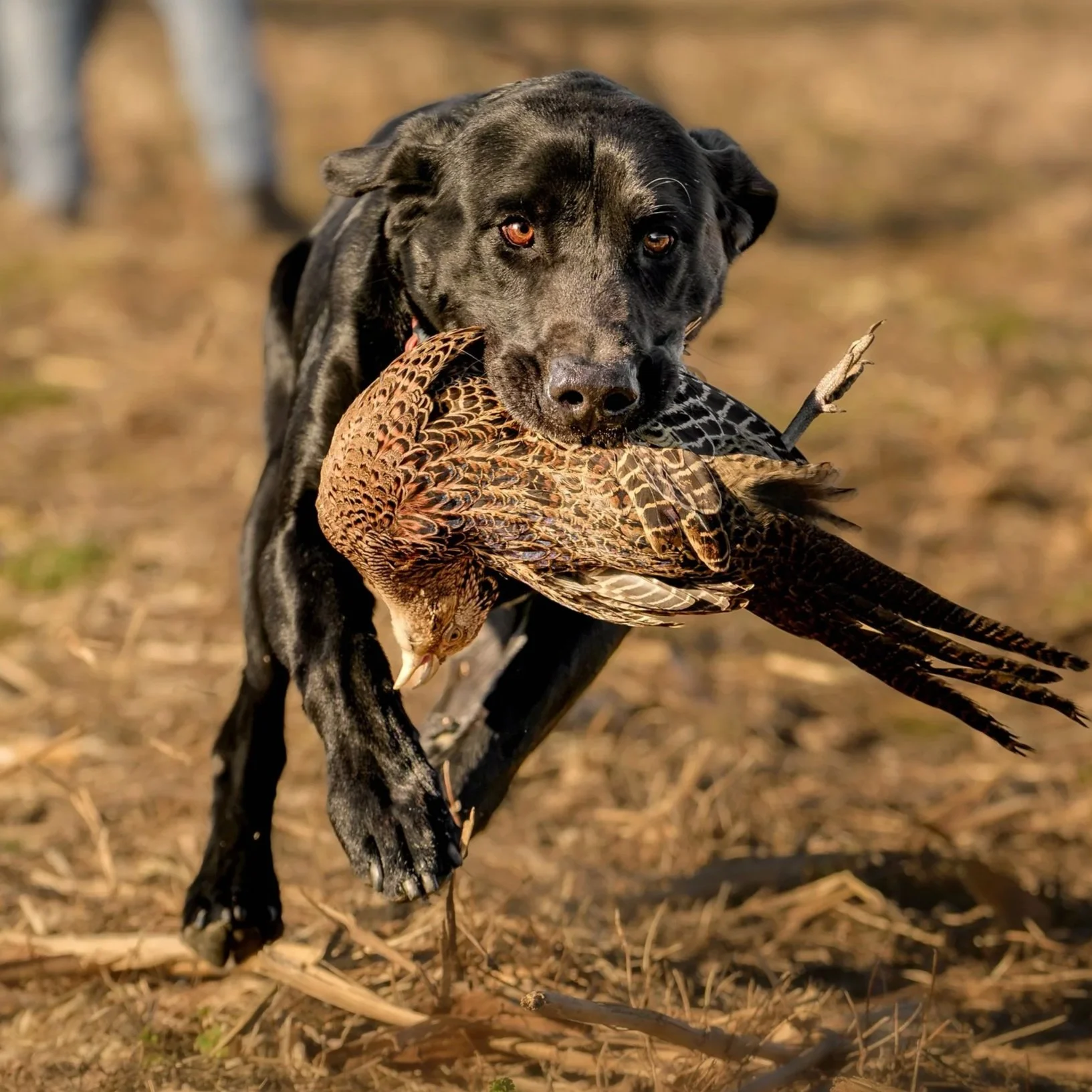 Black hunting dog carrying a pheasant in a field, with a blurred hunter and trees in the background