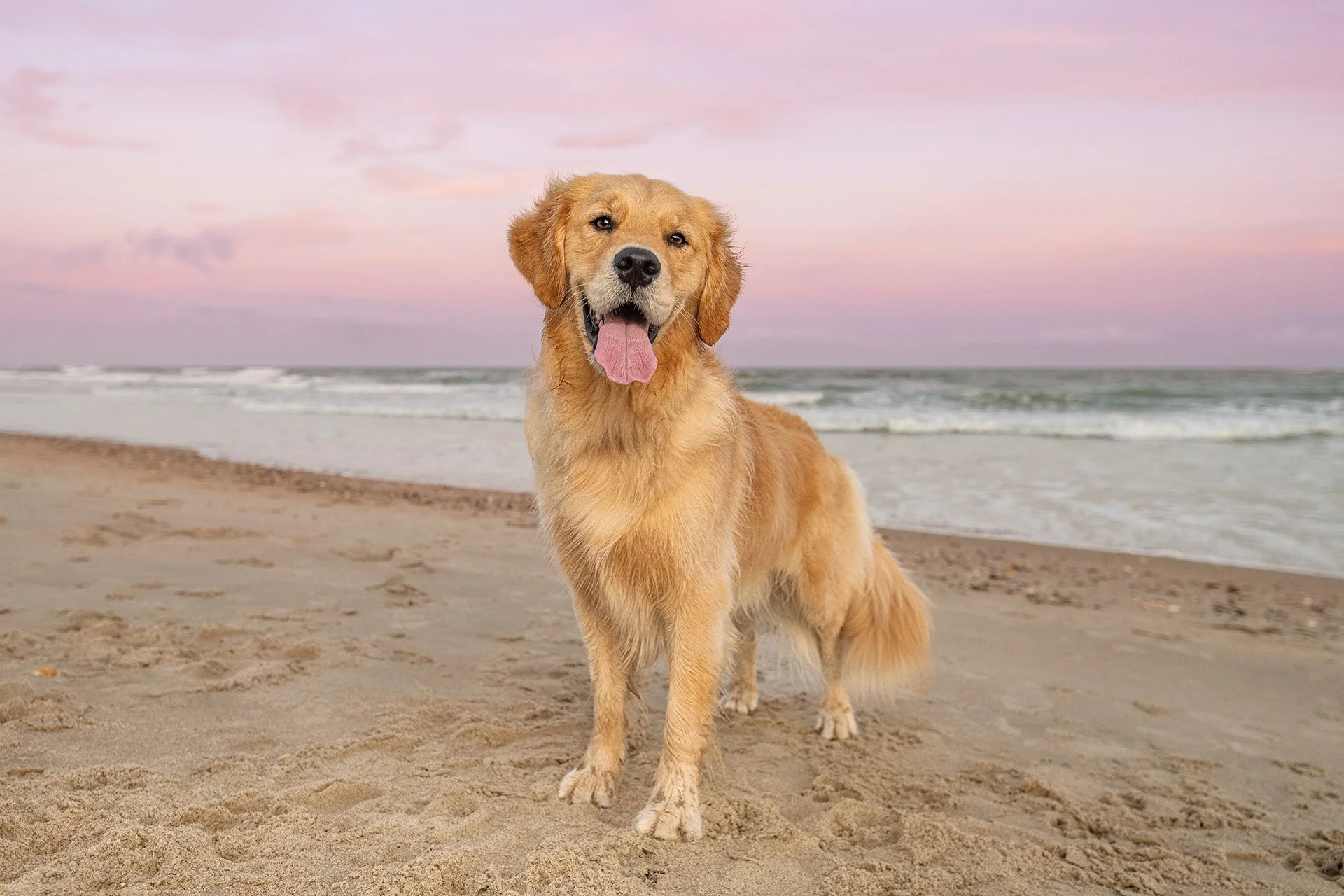 Golden retriever standing on a sandy beach with ocean waves and a pink sunset sky