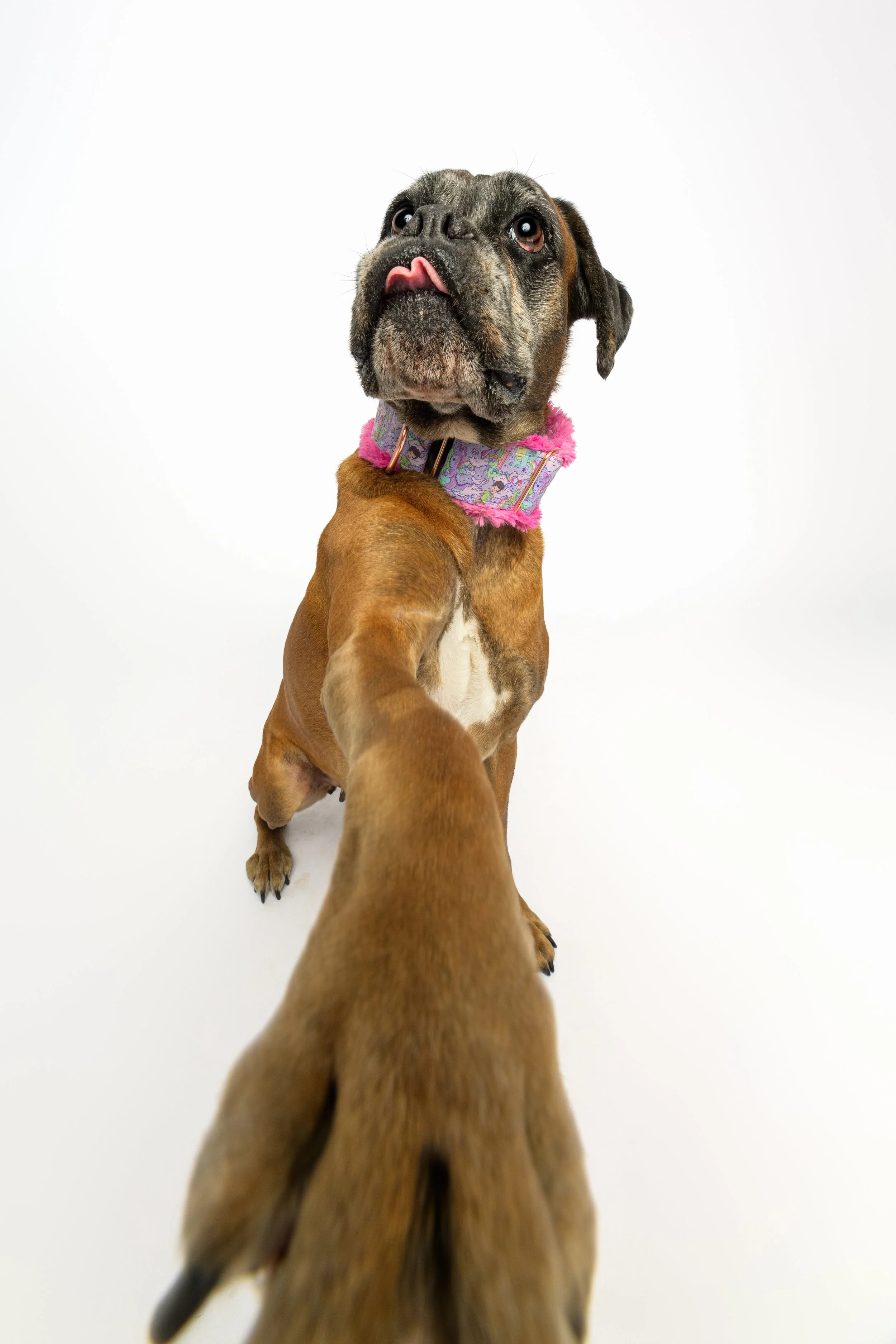 Wrinkled brown bulldog wearing a colorful patterned collar and sticking out its tongue against a white background