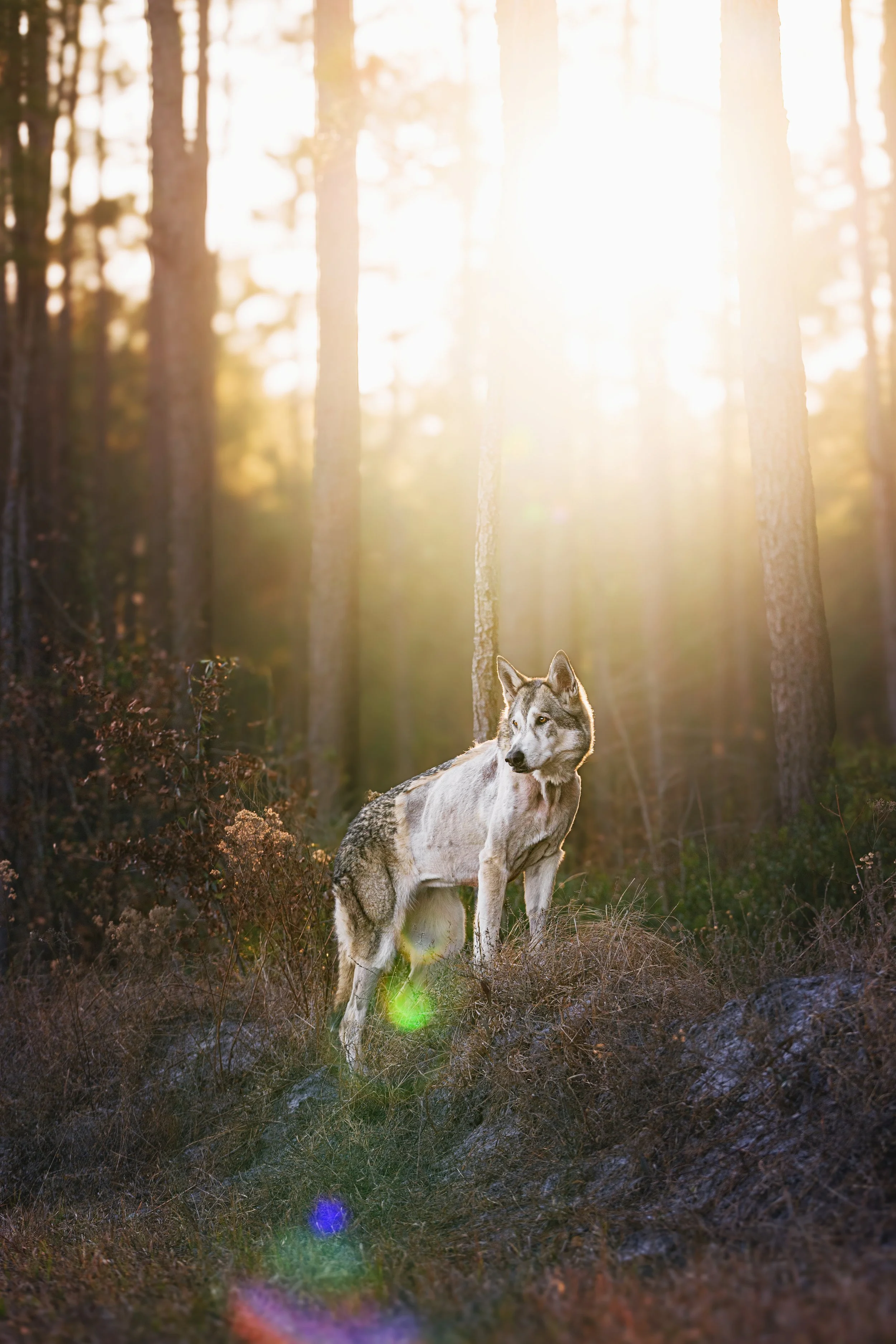Gray wolf standing in a sunlit forest