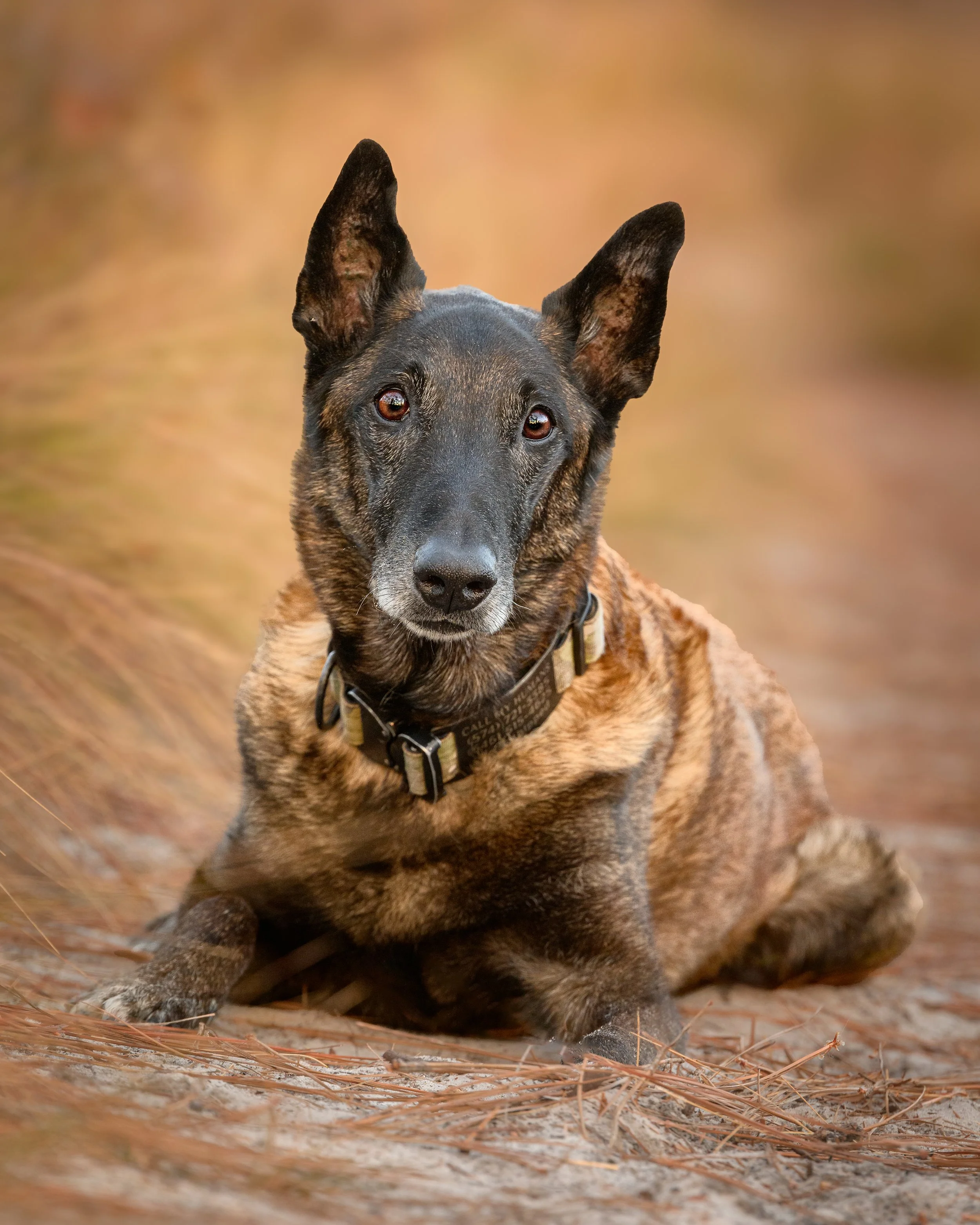 Close-up of a brindle dog with upright ears and a collar lying on pine needles.