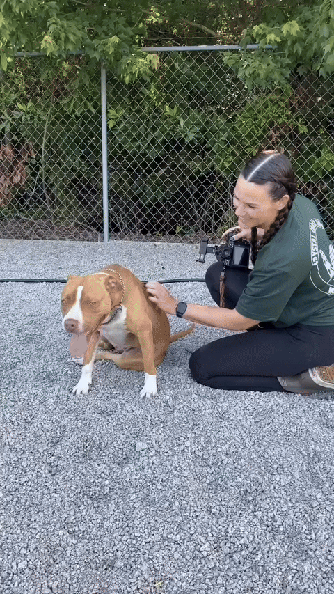 Woman petting a brown-and-white dog beside a chain-link fence