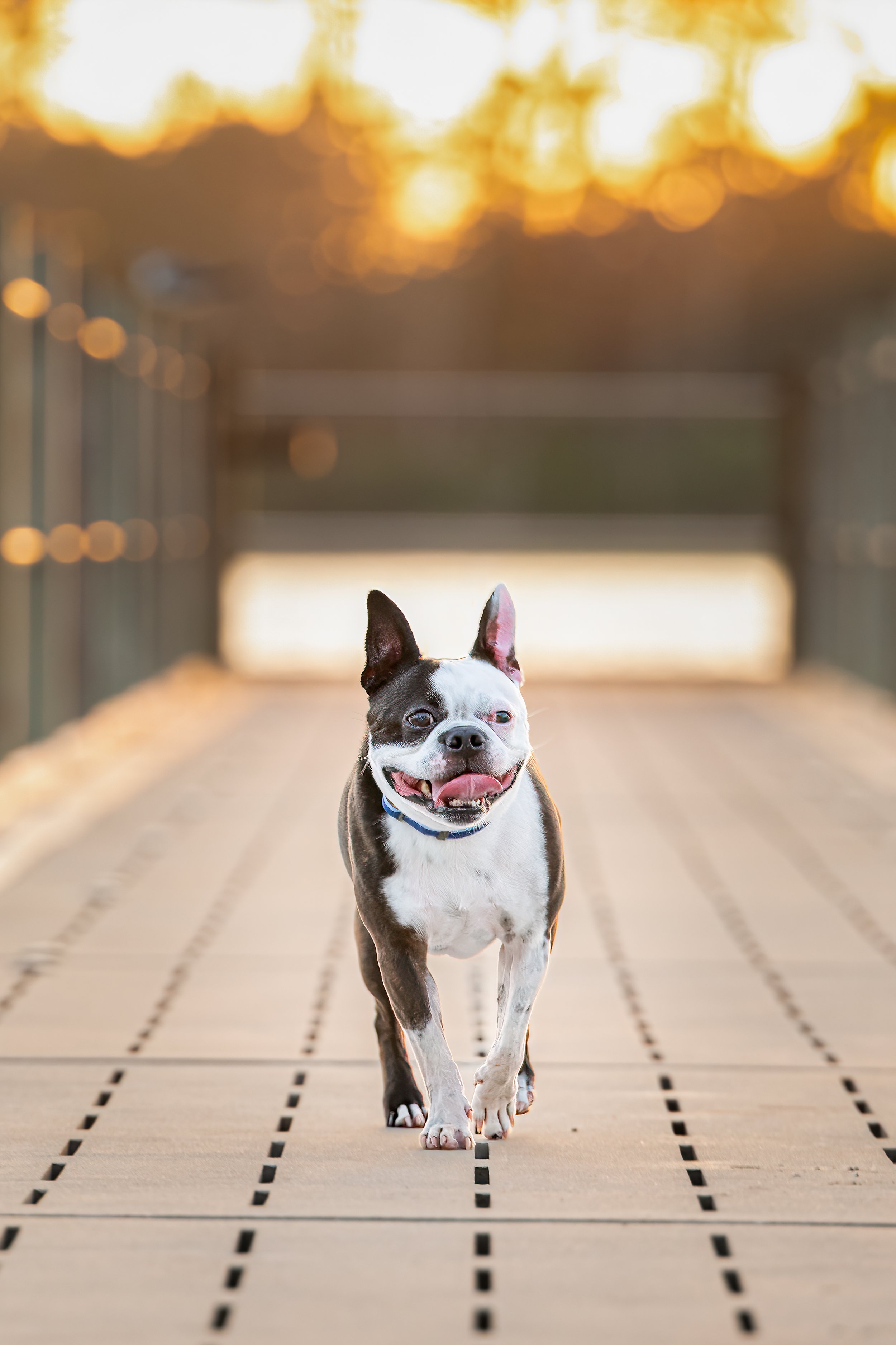Happy black-and-white Boston Terrier wearing a blue collar and standing on a sunlit hardwood floor.