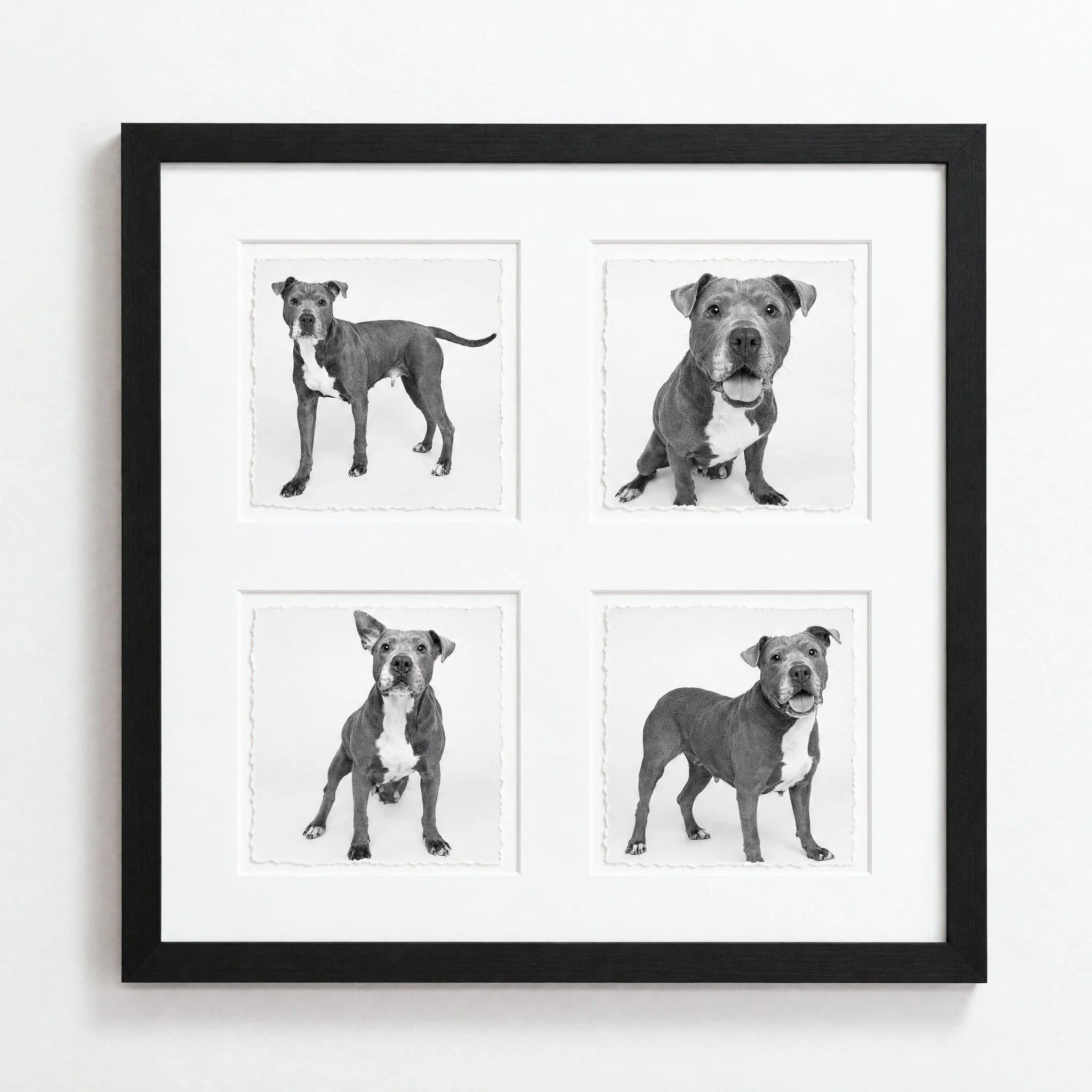 Black-framed wall piece with four black and white studio portraits of one gray and white dog, each print with a deckled edge