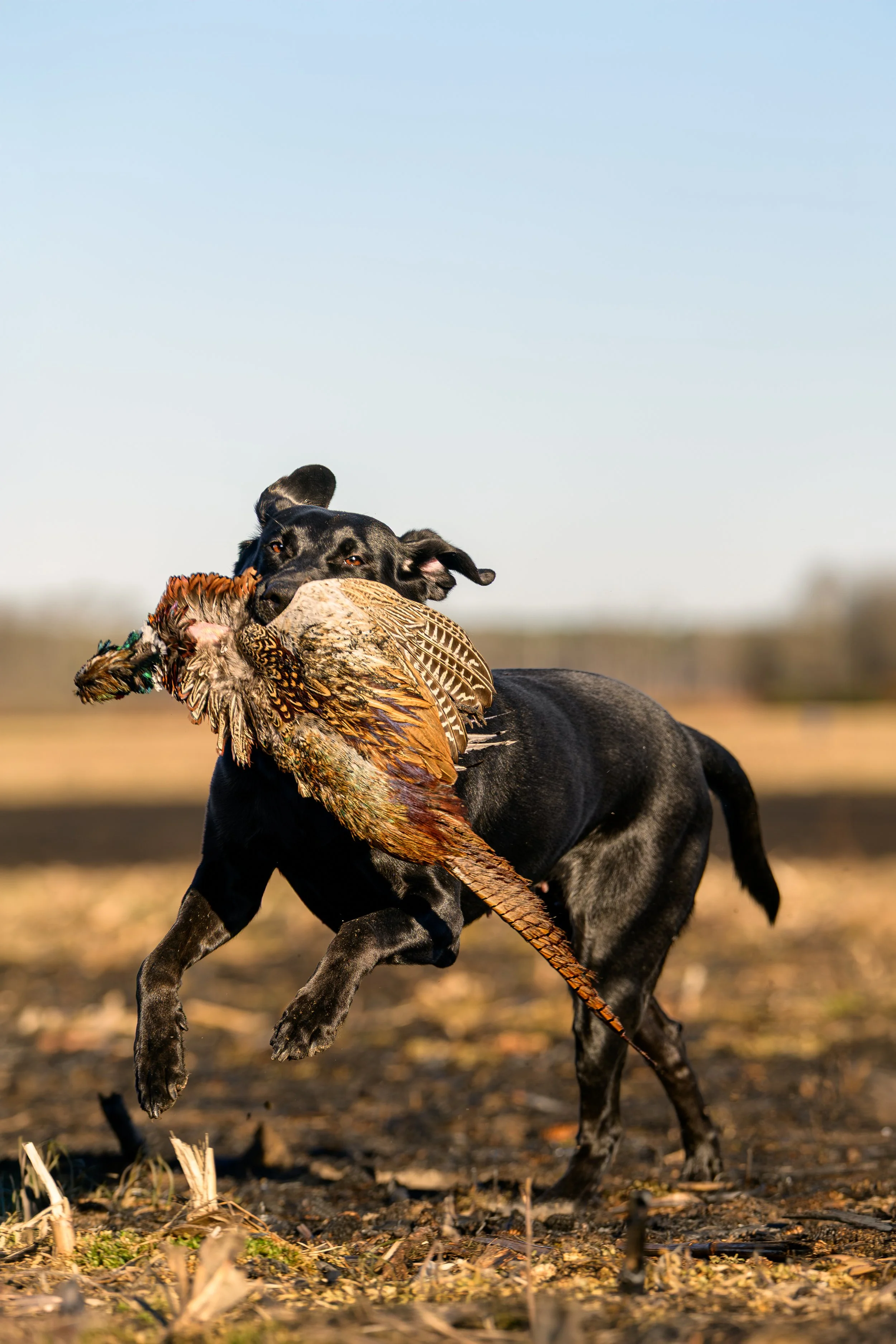 Black dog running with a pheasant in its mouth