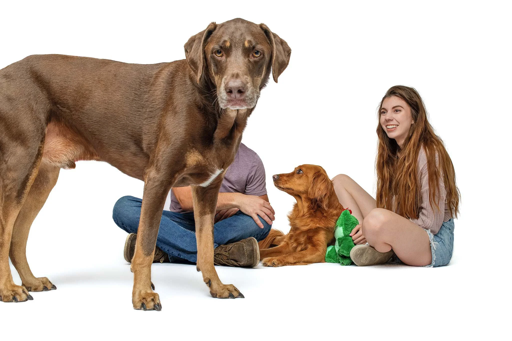 A chocolate German Shorthaired Pointer and Labrador mix named Hank stands in the foreground of a white studio, staring at the camera, while his family and his sister Lilah sit on the floor behind him.