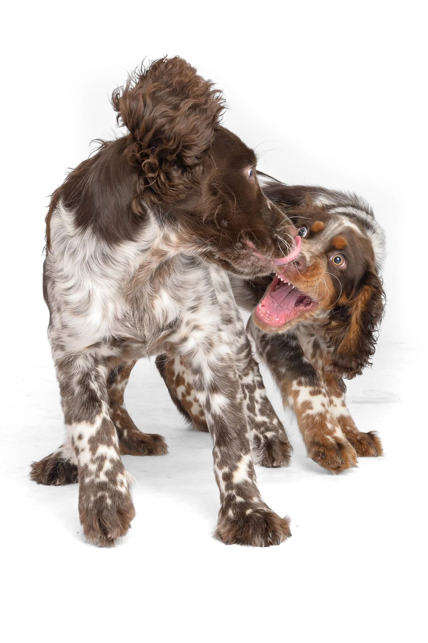 Two playful brown and white spaniel dogs posing together on a white background