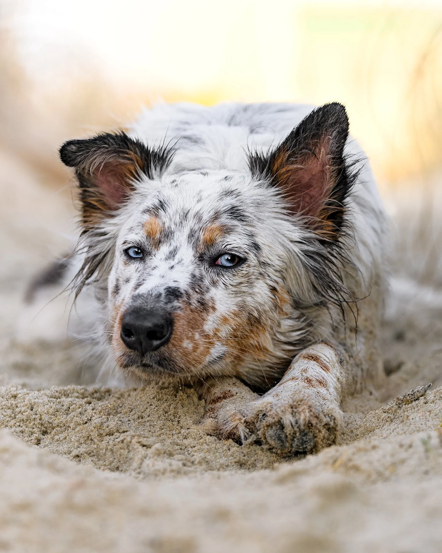 Close-up of a blue-eyed Australian Cattle Dog with speckled fur lying on sandy ground
