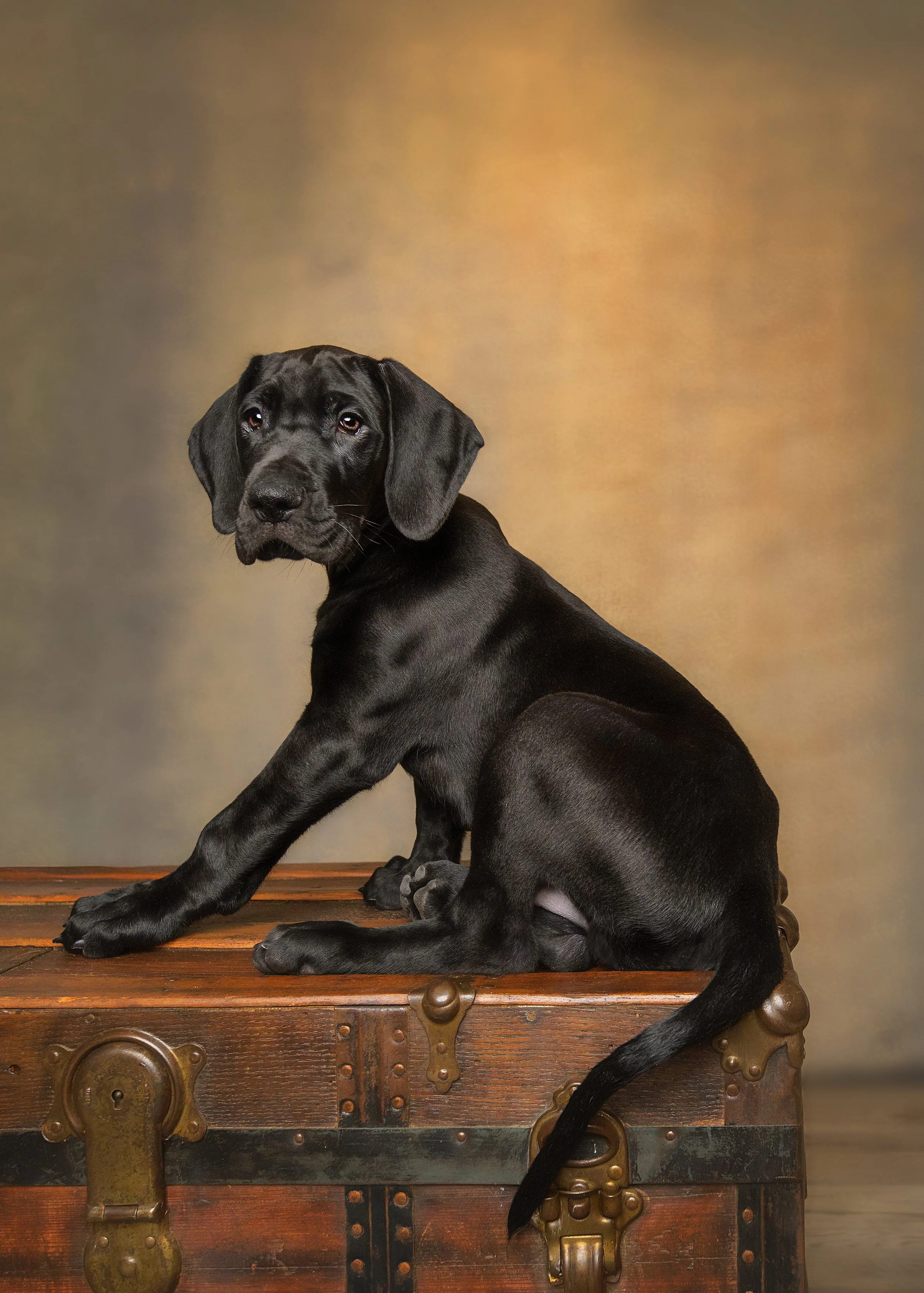 Black Great Dane puppy at eight weeks old sitting on an antique wooden steamer trunk in a Newport, North Carolina photography studio, looking back at the camera over his shoulder.