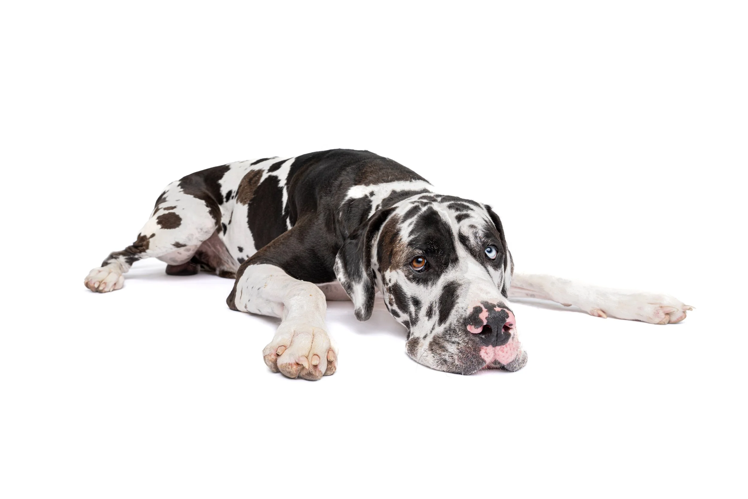 Black-and-white Great Dane lying on a white background with one blue eye and one brown eye