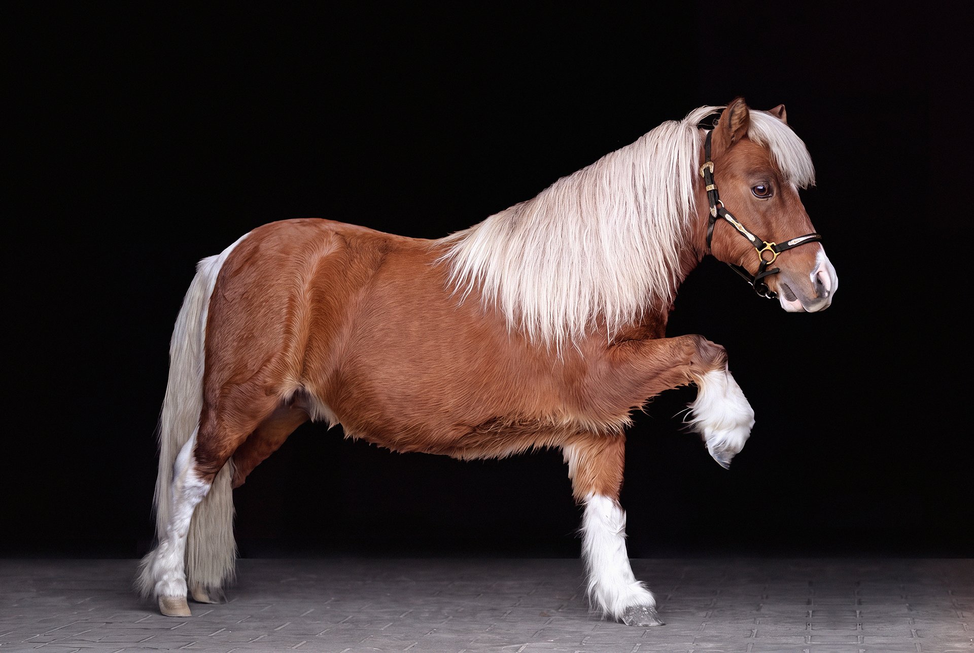 Chestnut draft horse with a long white mane, tail, and feathered legs standing against a black background