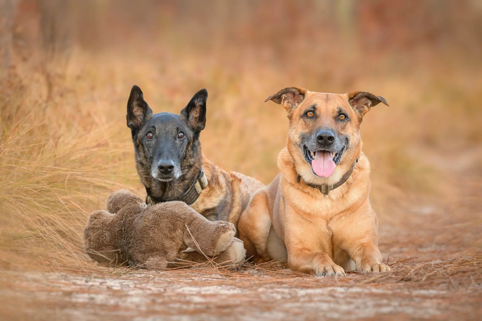 Cri resting beside his teddy bear with his sister Bailey on a pine needle trail at Patsy Pond.
