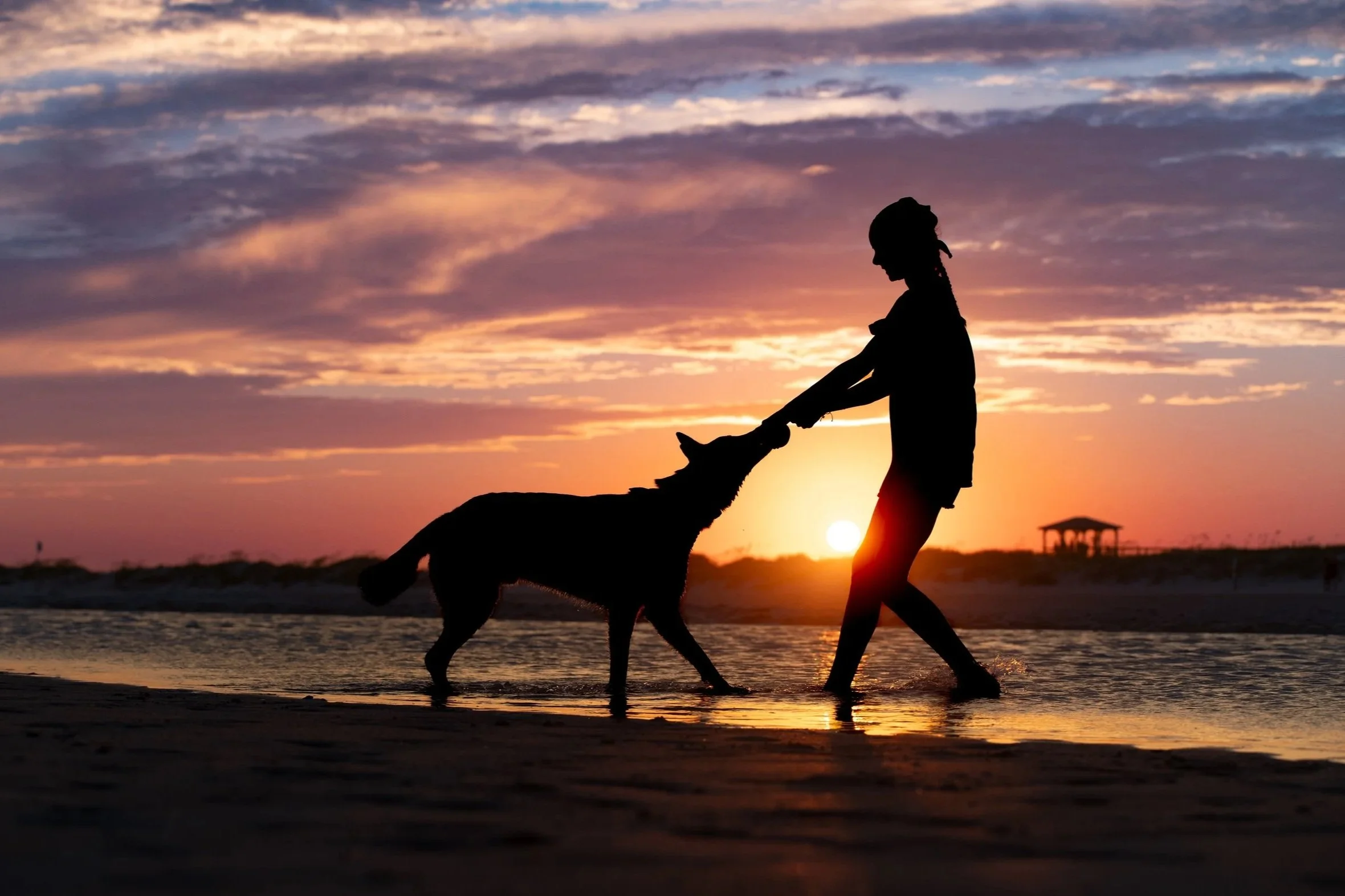 The silhouette of a dog and his person playing tug at the water's edge, the sun setting low behind the dunes.