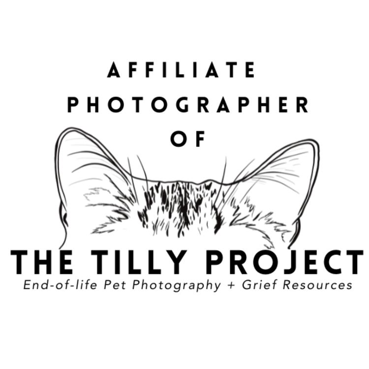 Black line-art illustration of a cat’s ears and furry head on a dark background