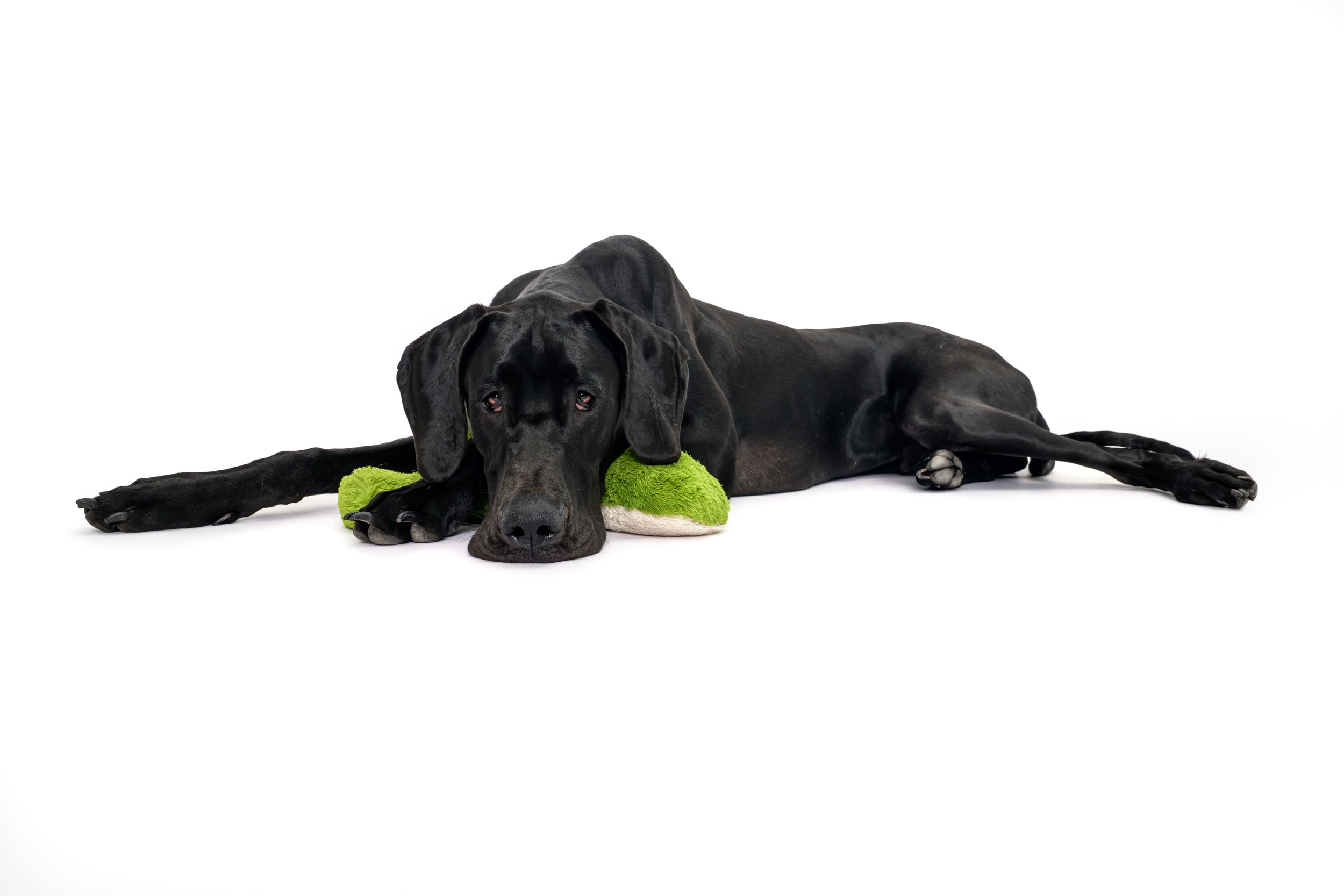 Killian, a black Great Dane, lies stretched out on a white studio floor with his chin resting on a green plush toy, looking up at the camera.