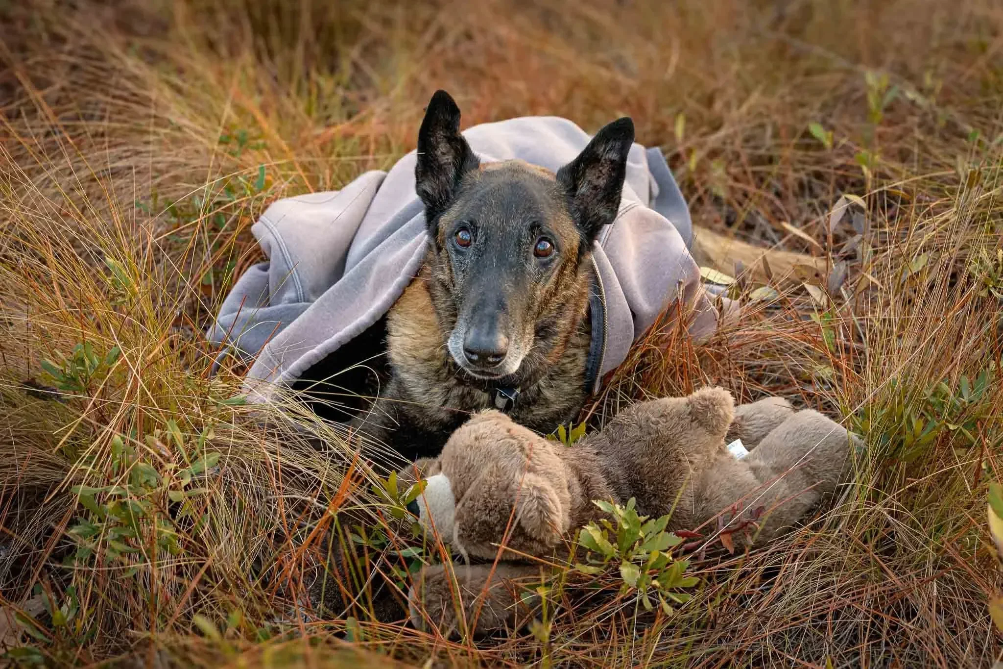 Retired Marine Corps K9 Cri, a Belgian Malinois, wrapped in a gray jacket with his teddy bear at Patsy Pond Nature Trail.