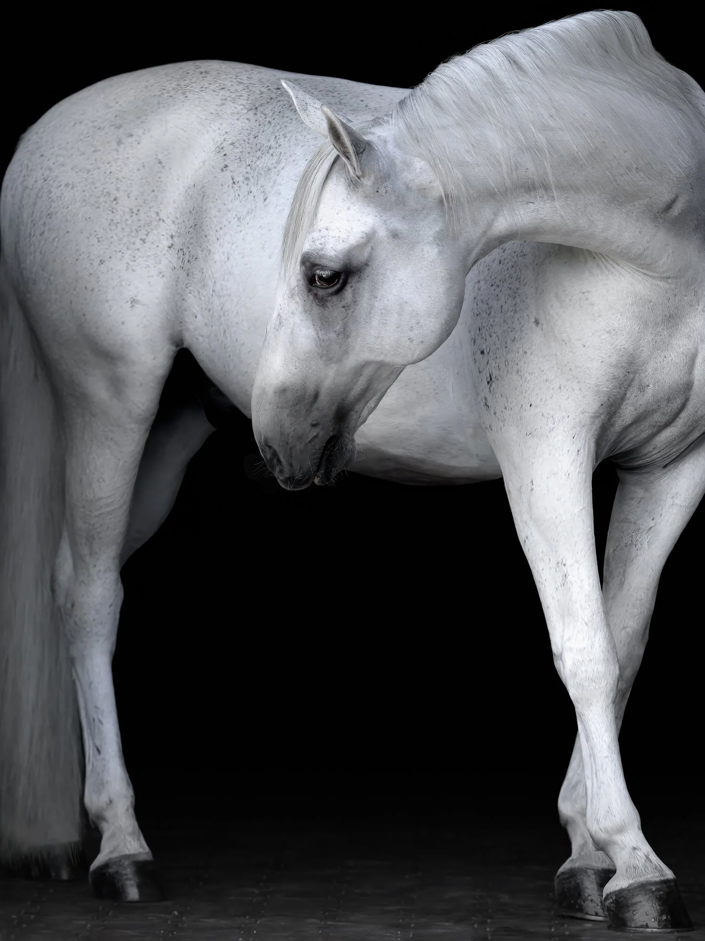 White horse standing against a black background with its head lowered