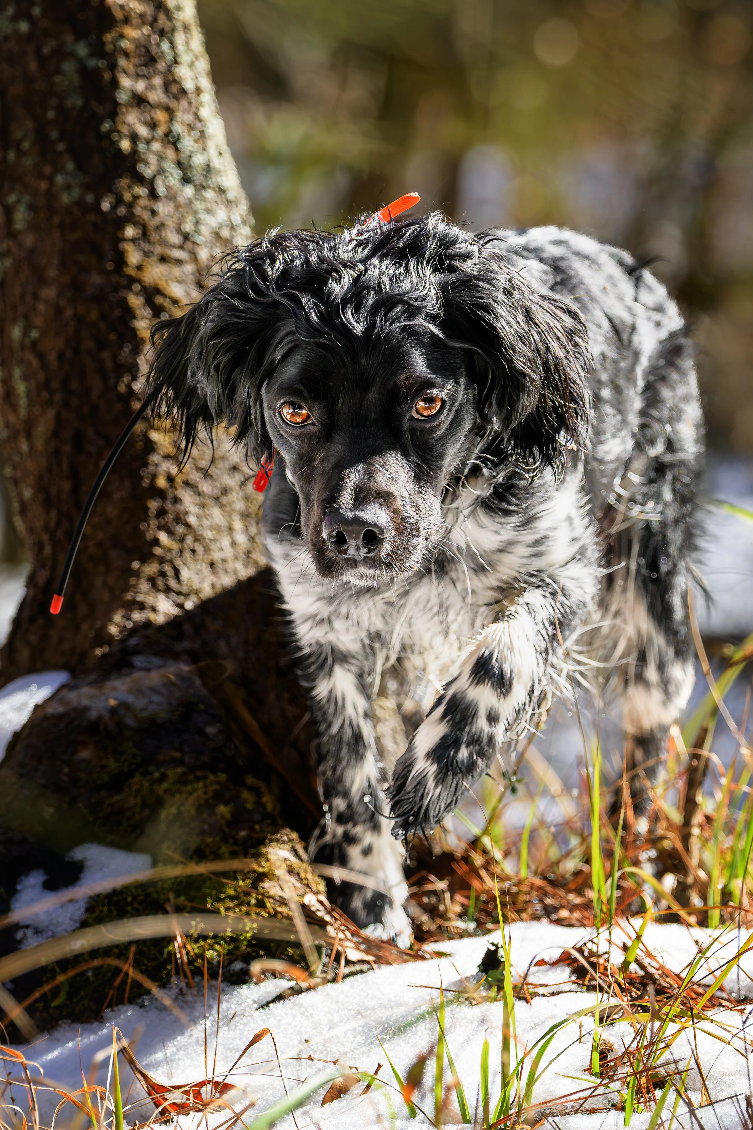 Black-and-white dog standing in snowy grass beside a tree, with a bright red arrow stuck in its fur.