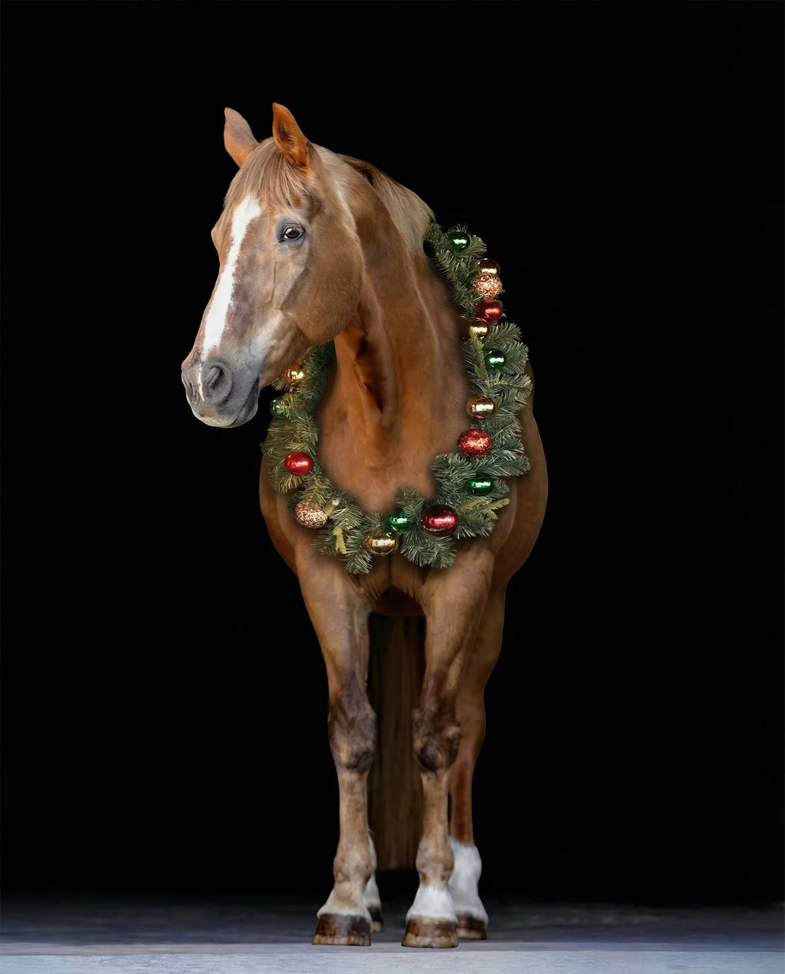 Brown horse wearing a Christmas wreath with colorful ornaments against a black background