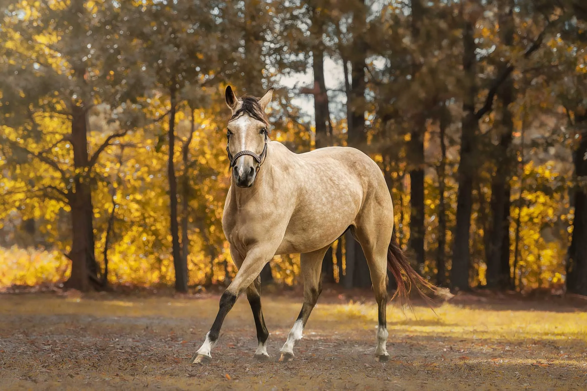 Light-colored horse wearing a bridle walking through an autumn forest