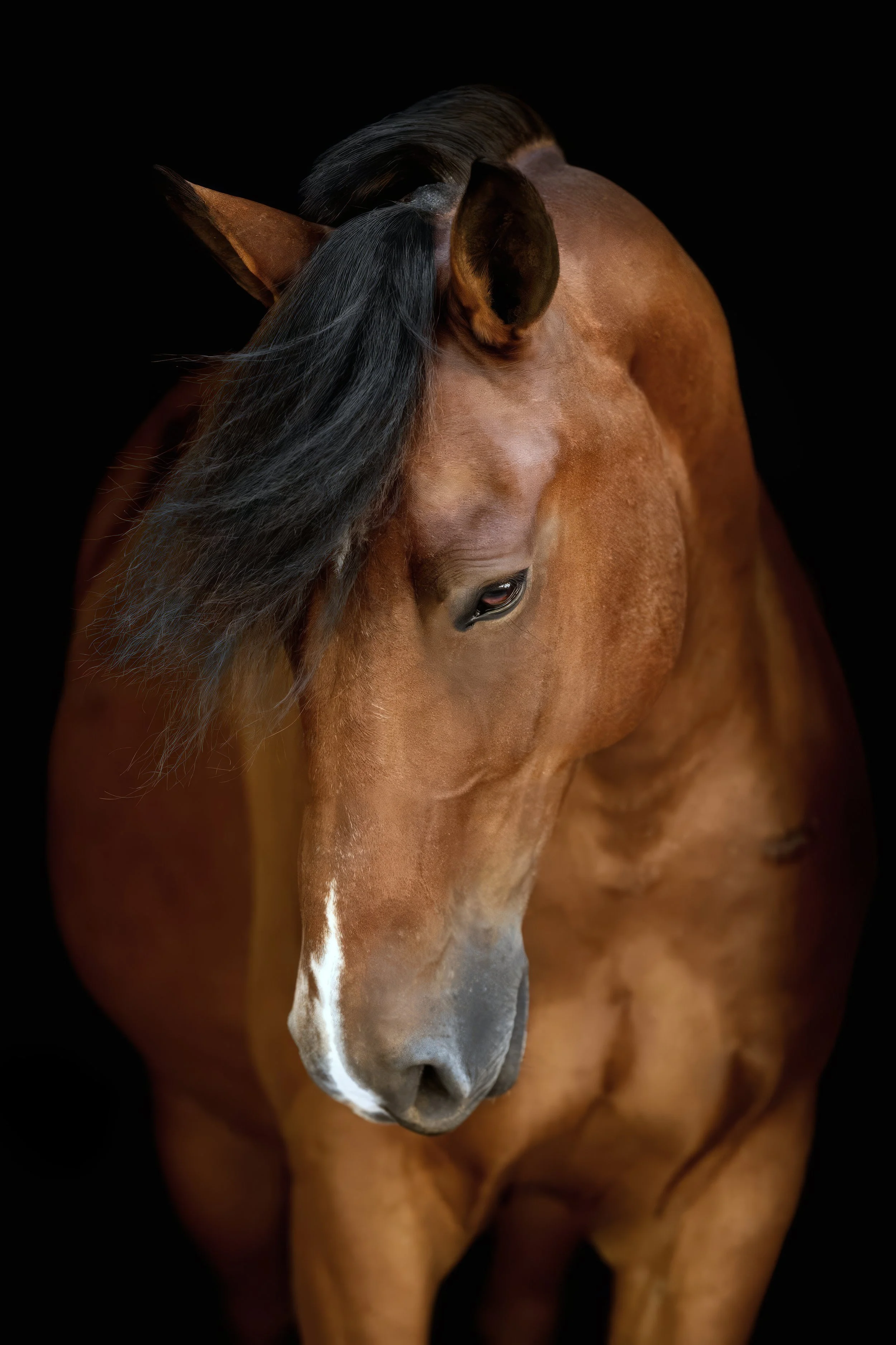 Close-up portrait of a brown horse with a black mane against a black background