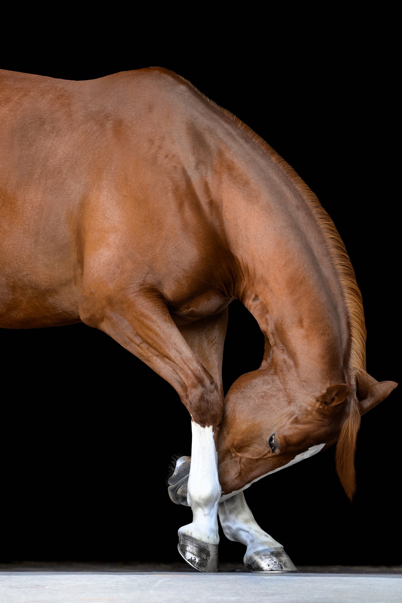Brown horse with a white blaze bending down against a black background