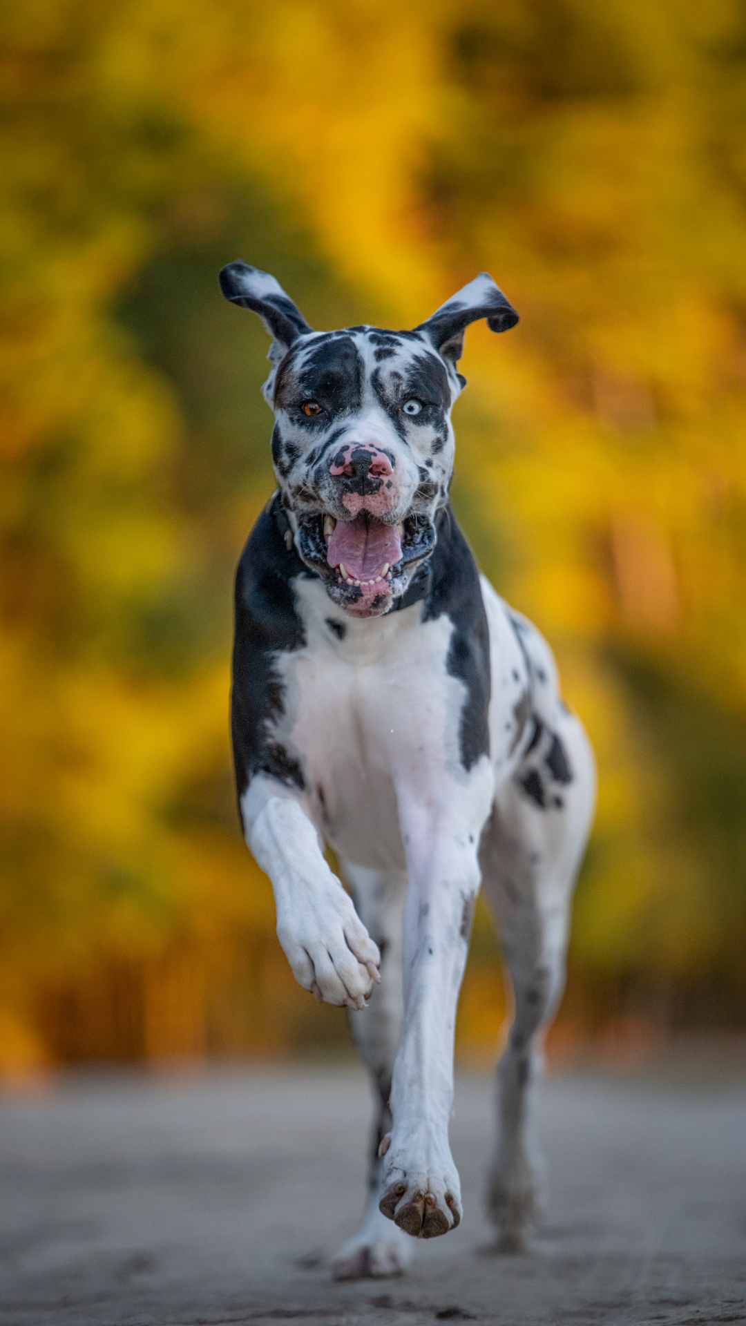 Black-and-white Great Dane running toward the camera on a path with golden autumn foliage