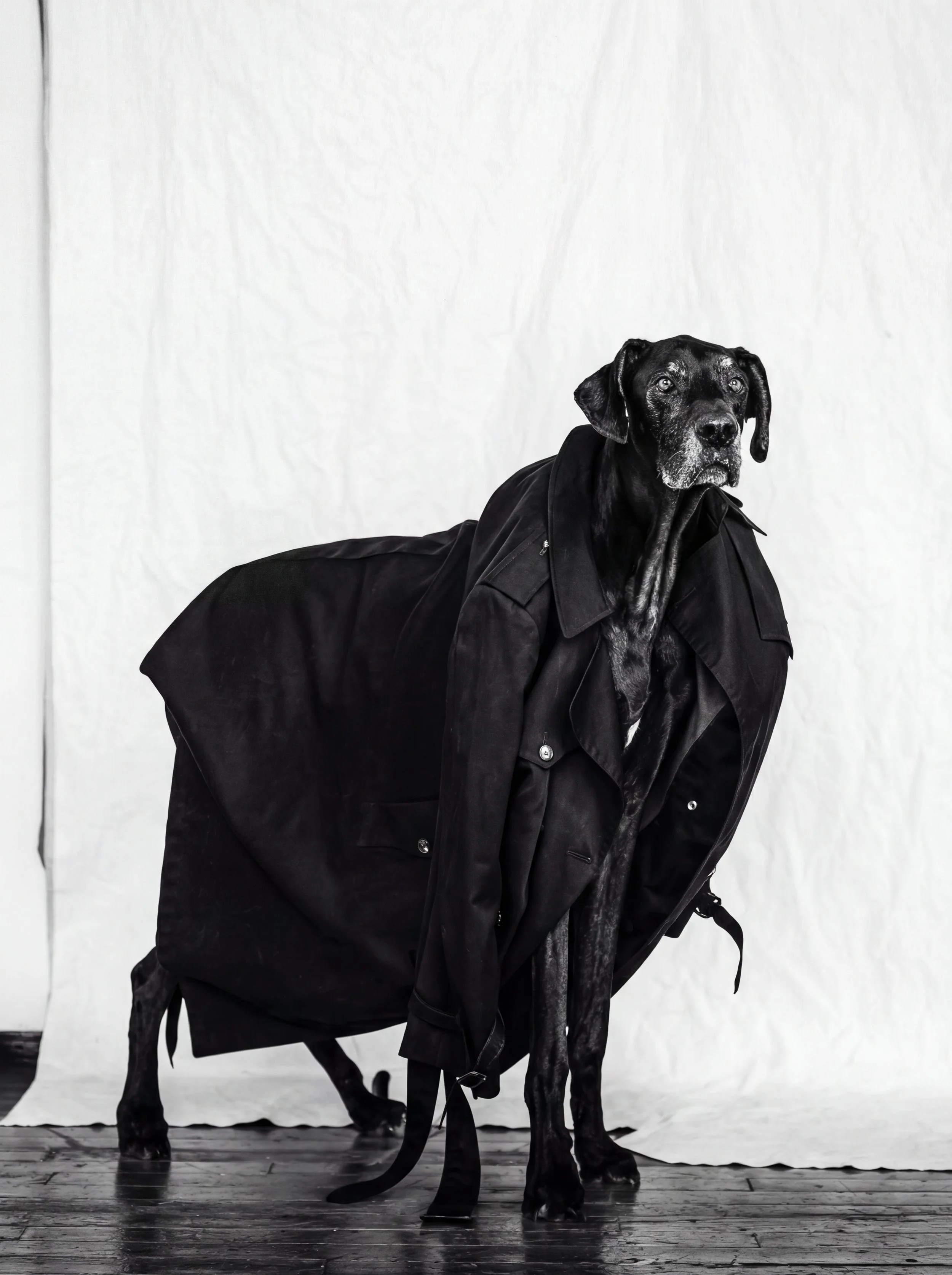 Black-and-white dog wearing a long black coat and standing on a wooden floor