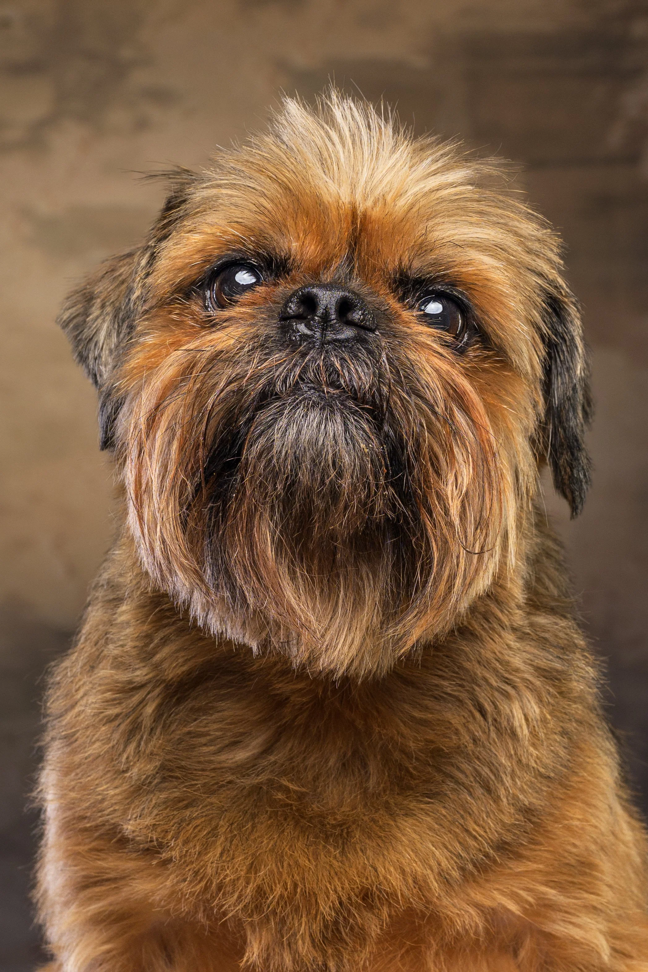 Close-up portrait of a shaggy brown Brussels Griffon dog with large dark eyes and a black nose
