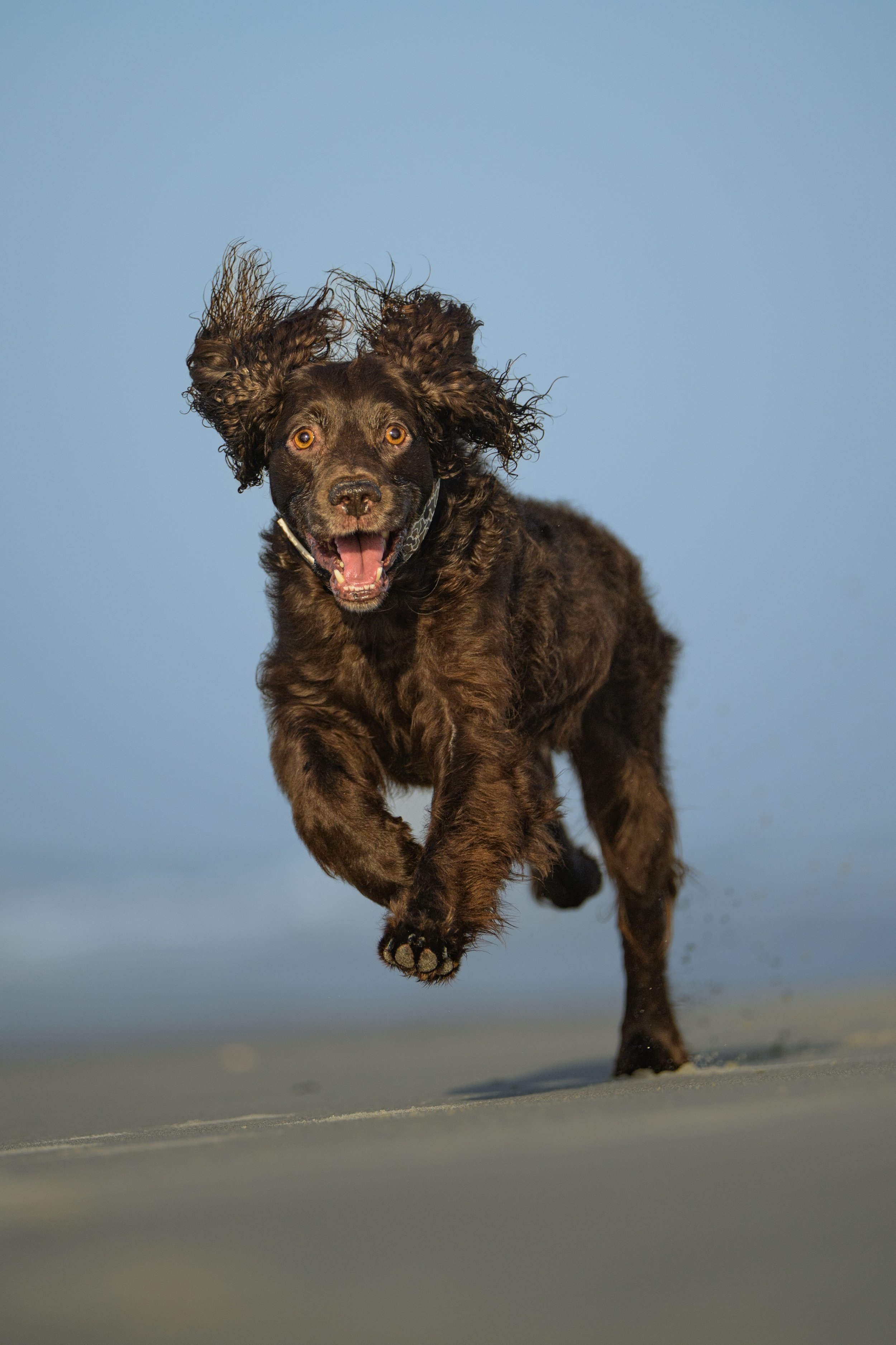 A Boykin Spaniel races across the sand...”. “Boykin Spaniel photographer
